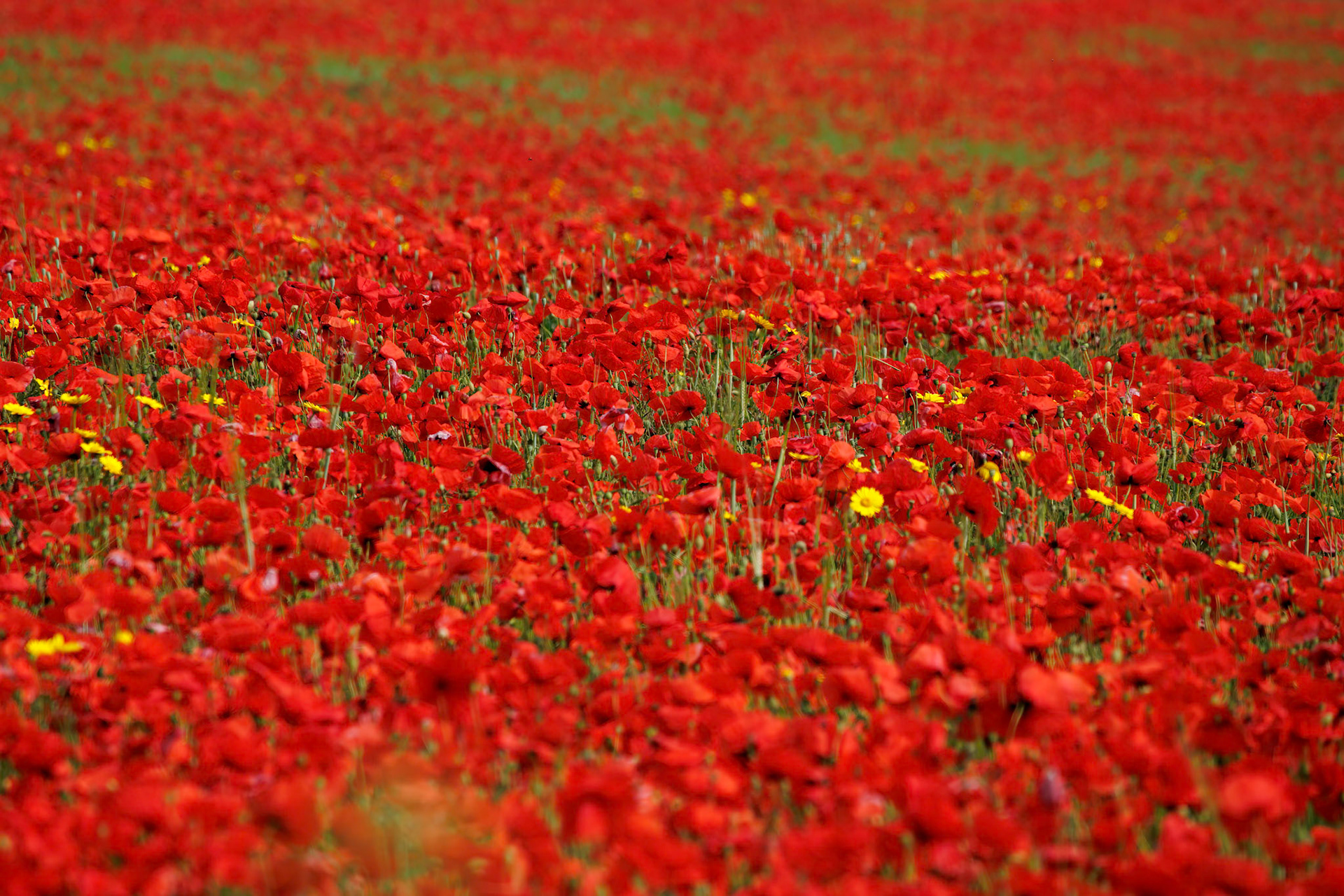 View of Poppies in bloom in a field in West Pentire Cornwall