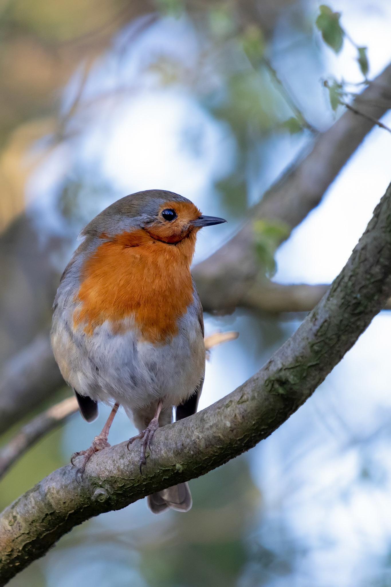Robin looking alert in a tree on a spring day