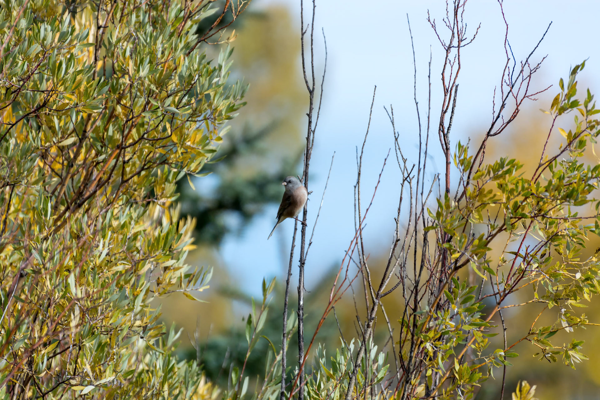 Western Wood-Pewee (Contopus sordidulus)
