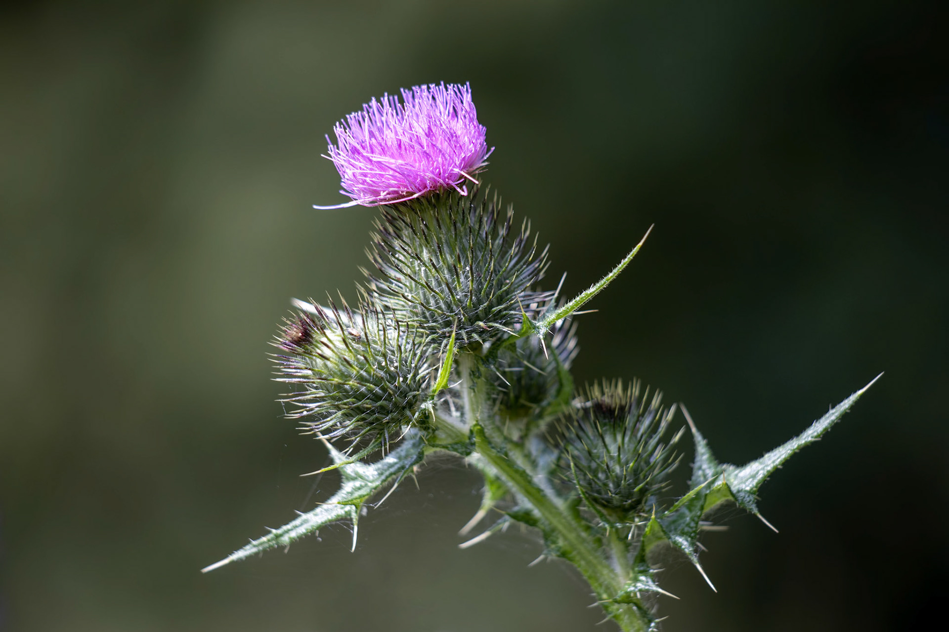 Thistle flowering on a summer's day in Wiltshire