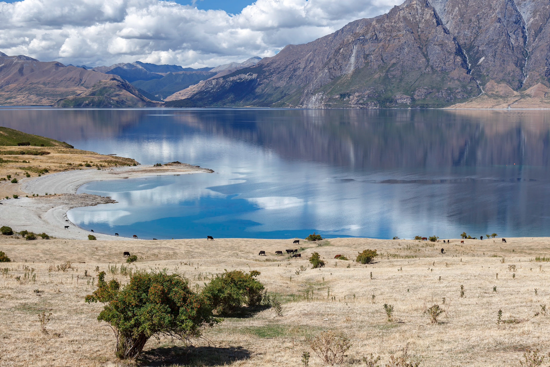 Cattle grazing on the land surrounding Lake Hawea