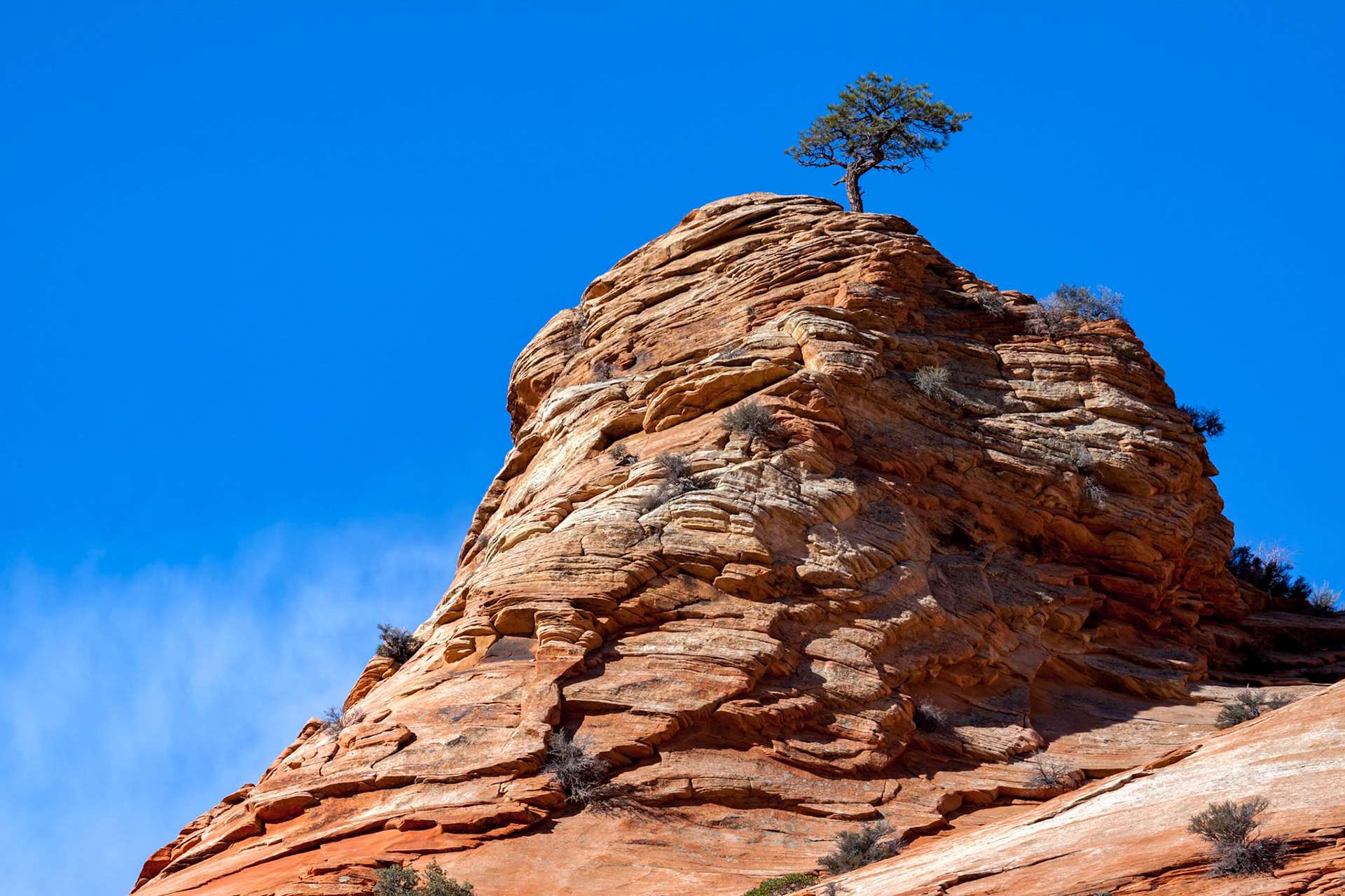 Pine Tree Growing on a Rocky Outcrop
