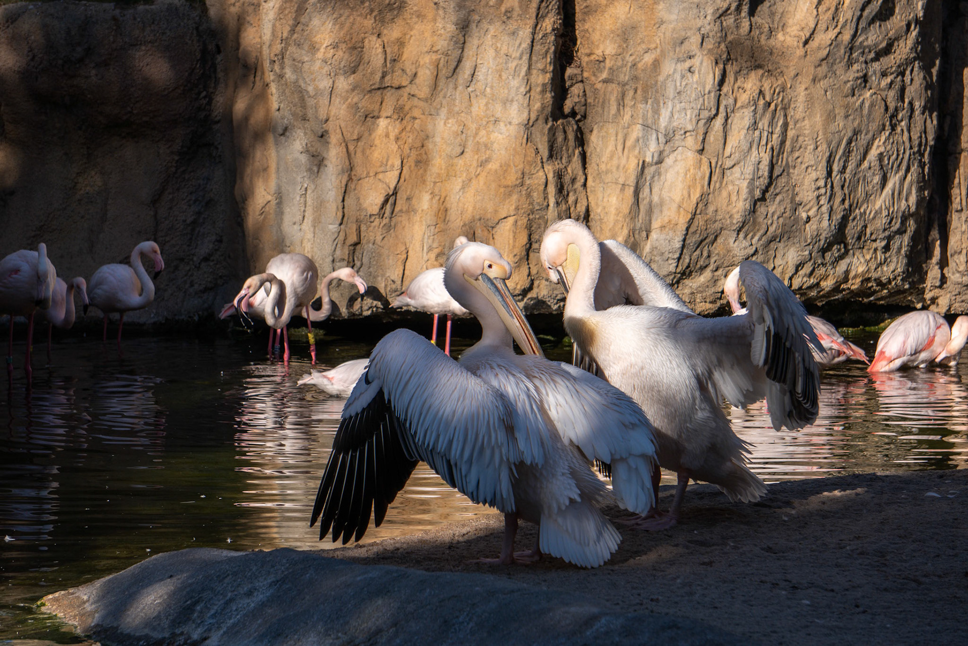 VALENCIA, SPAIN - FEBRUARY 26 : Pink Backed Pelicans and Flamingos at the Bioparc in Valencia Spain on February 26, 2019