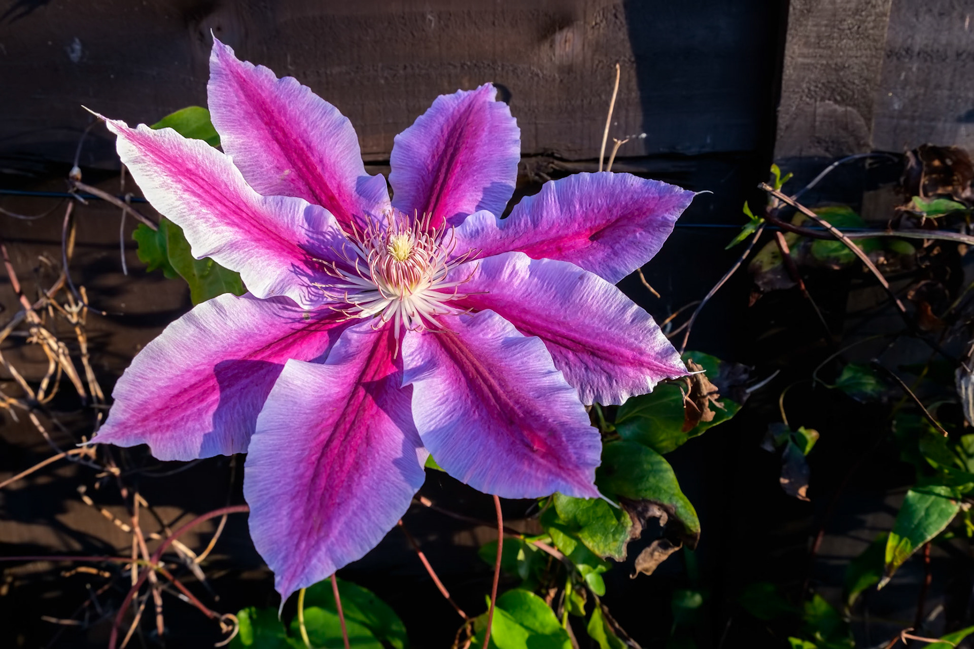 Pink Clematis in full bloom in the November sunshine