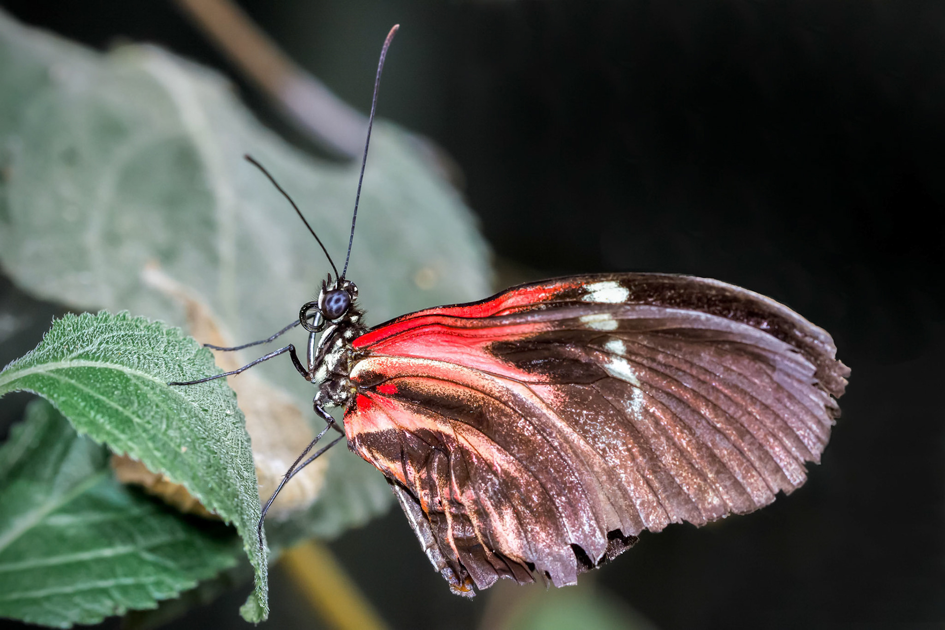 Postman Butterfly (Heliconius melpomene