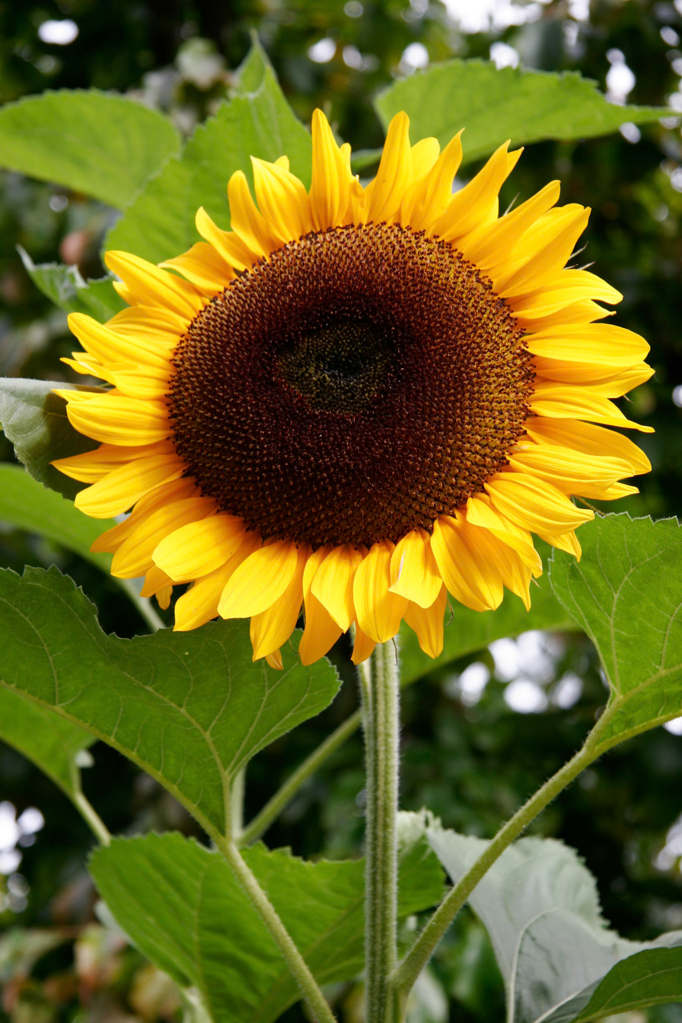 Magnificent Sunflower in full bloom
