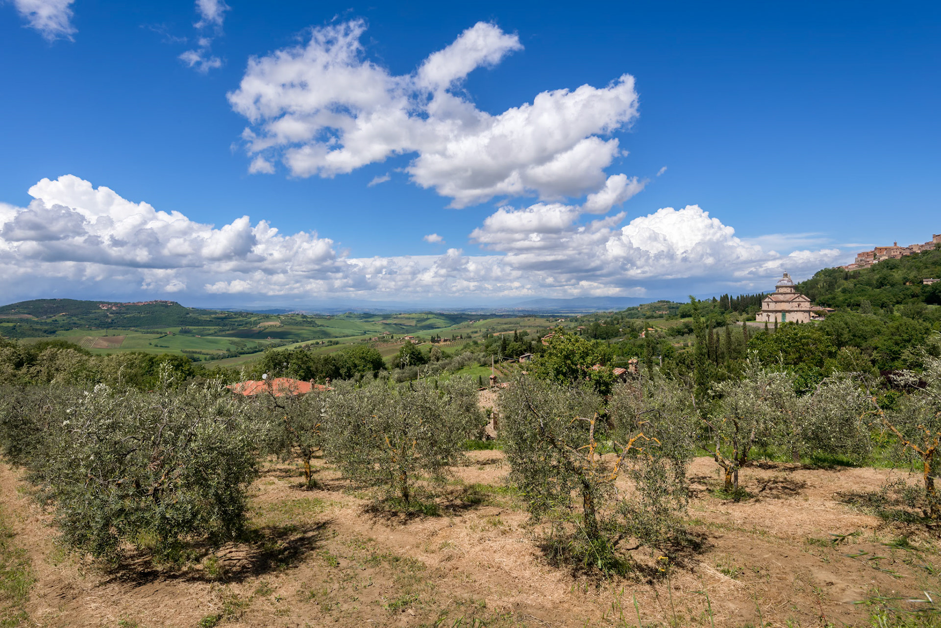Olive Grove near San Biagio Church