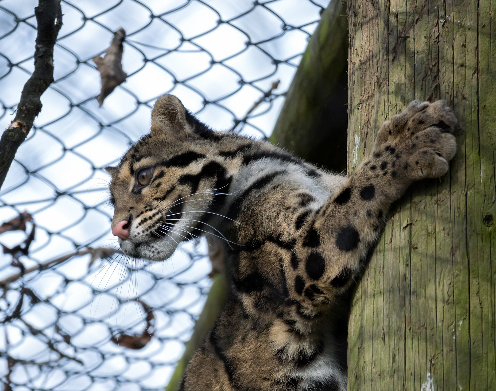 Clouded Leopard (Neofelis nebulosa)