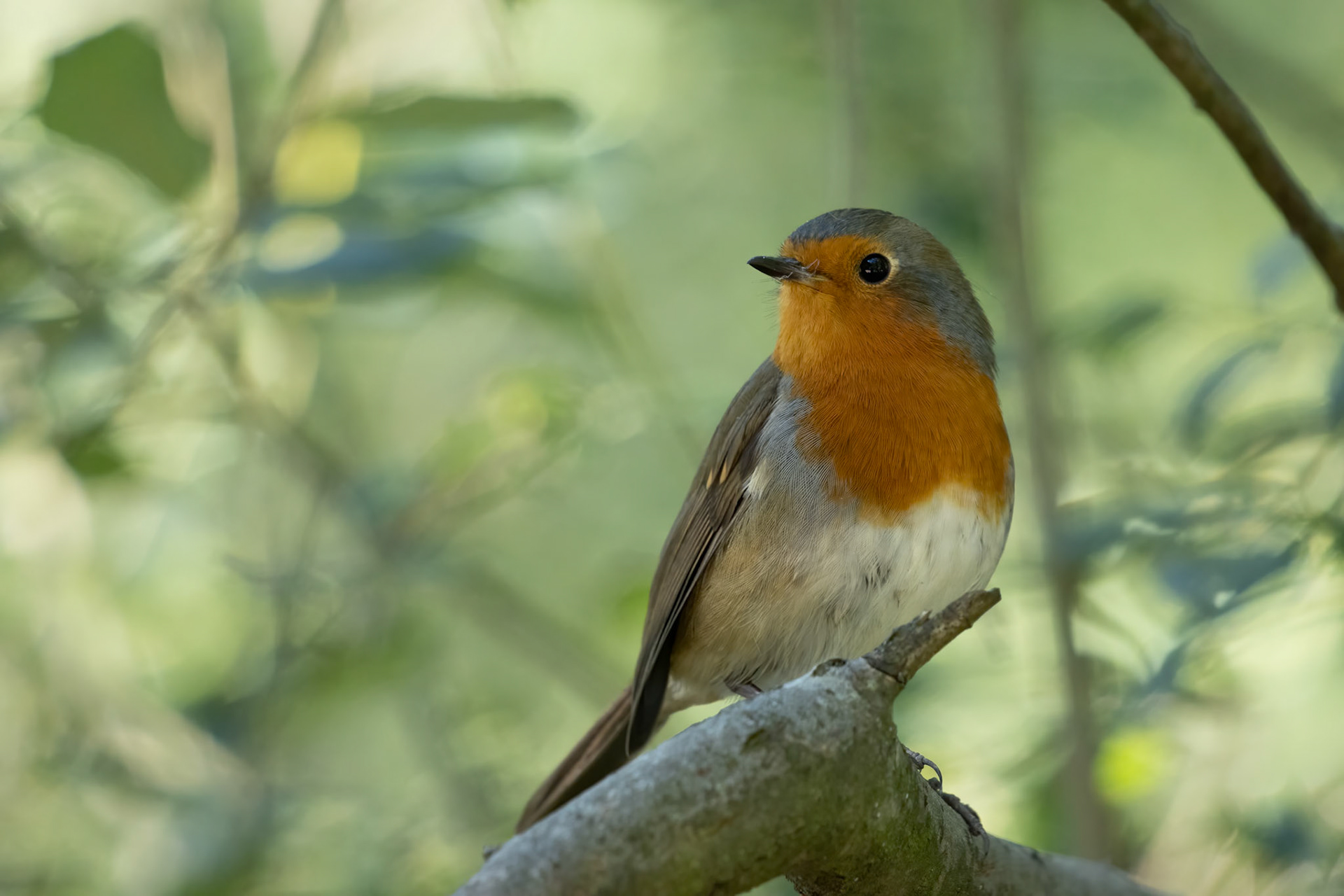 Robin looking alert in a tree on a summer day