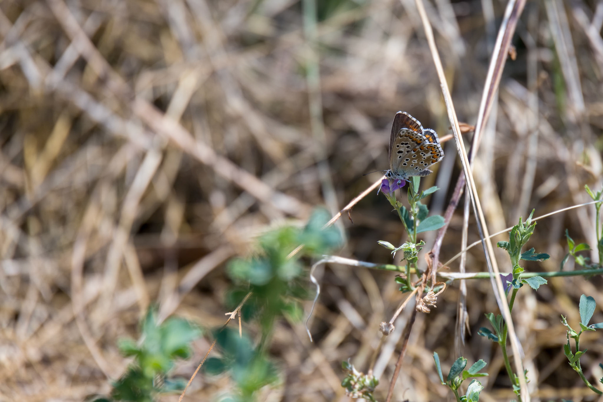 Common Blue butterfly (Polyommatus icarus) feeding on a plant in Italy