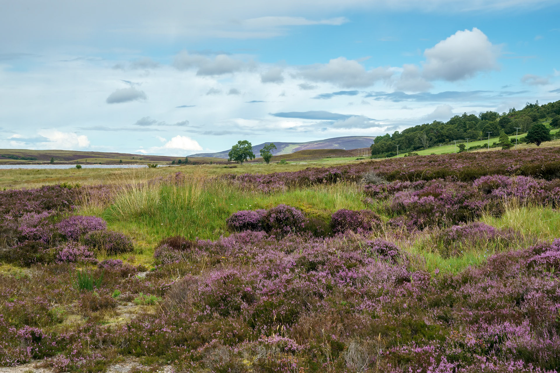 Countryside at Lochindorb