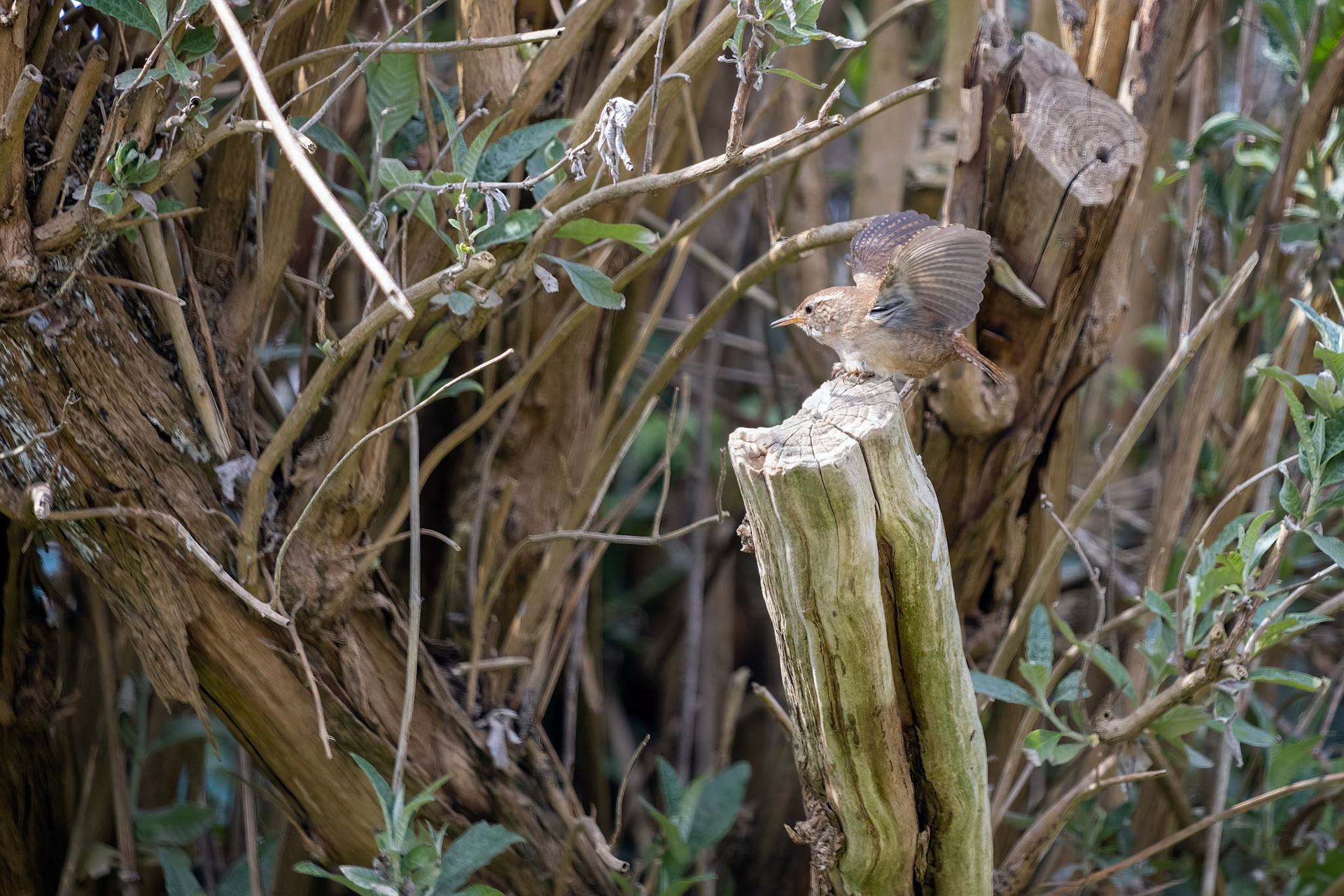 Tiny Wren (Troglodytes troglodytes) perched on a tree stump in springtime