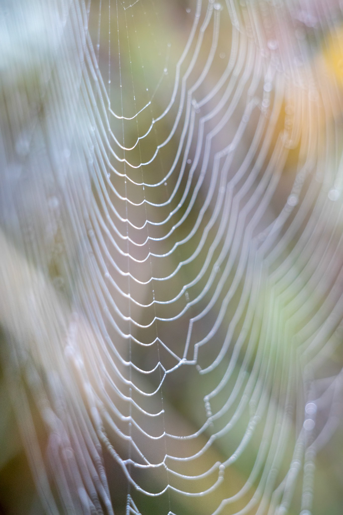 Spiders web glistening with water droplets from the dew