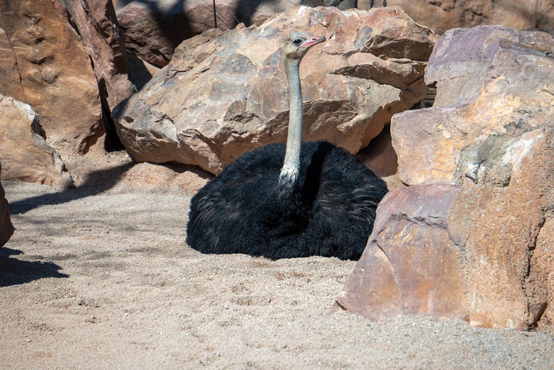 VALENCIA, SPAIN - FEBRUARY 26 : Male Ostrich at the Bioparc in Valencia Spain on February 26, 2019