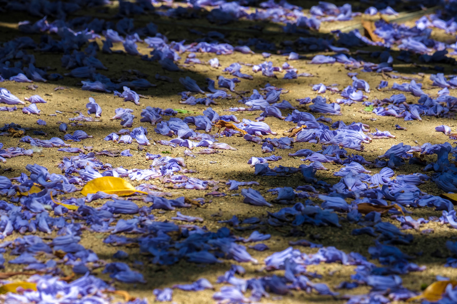 Blue Jacaranda (Jacaranda mimosifolia) Petals on the Ground in Malaga
