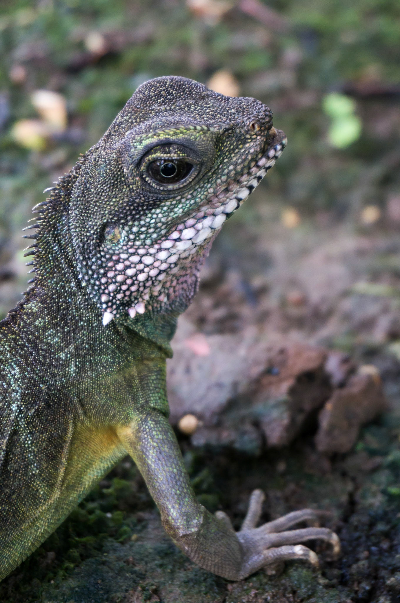 Chinese Water Dragon (Physignathus cocincinus)