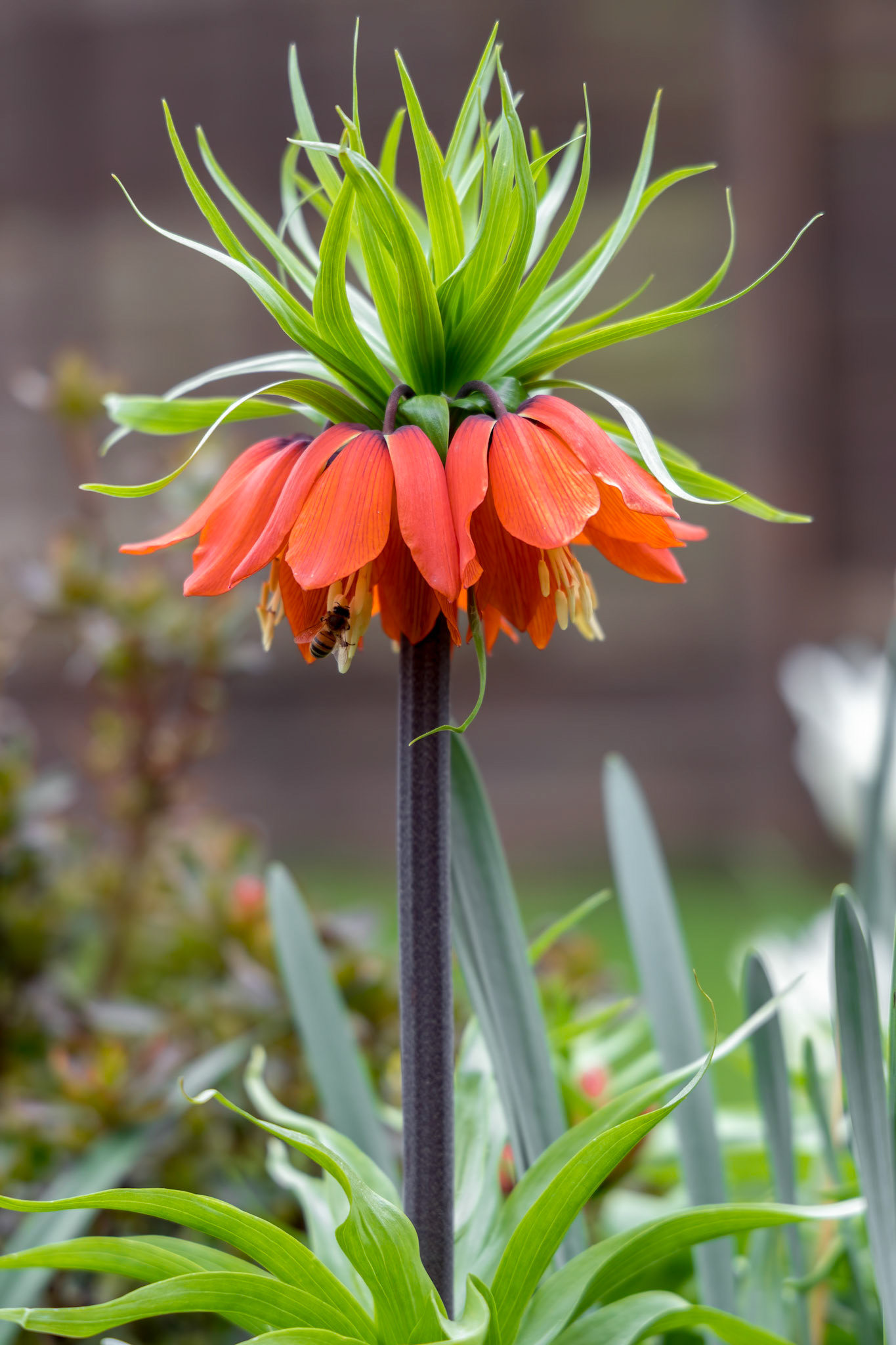 Fritillaria Imperialis (Crown Imperial, Imperial fritillary or Kaiser's crown) Lily in full bloom