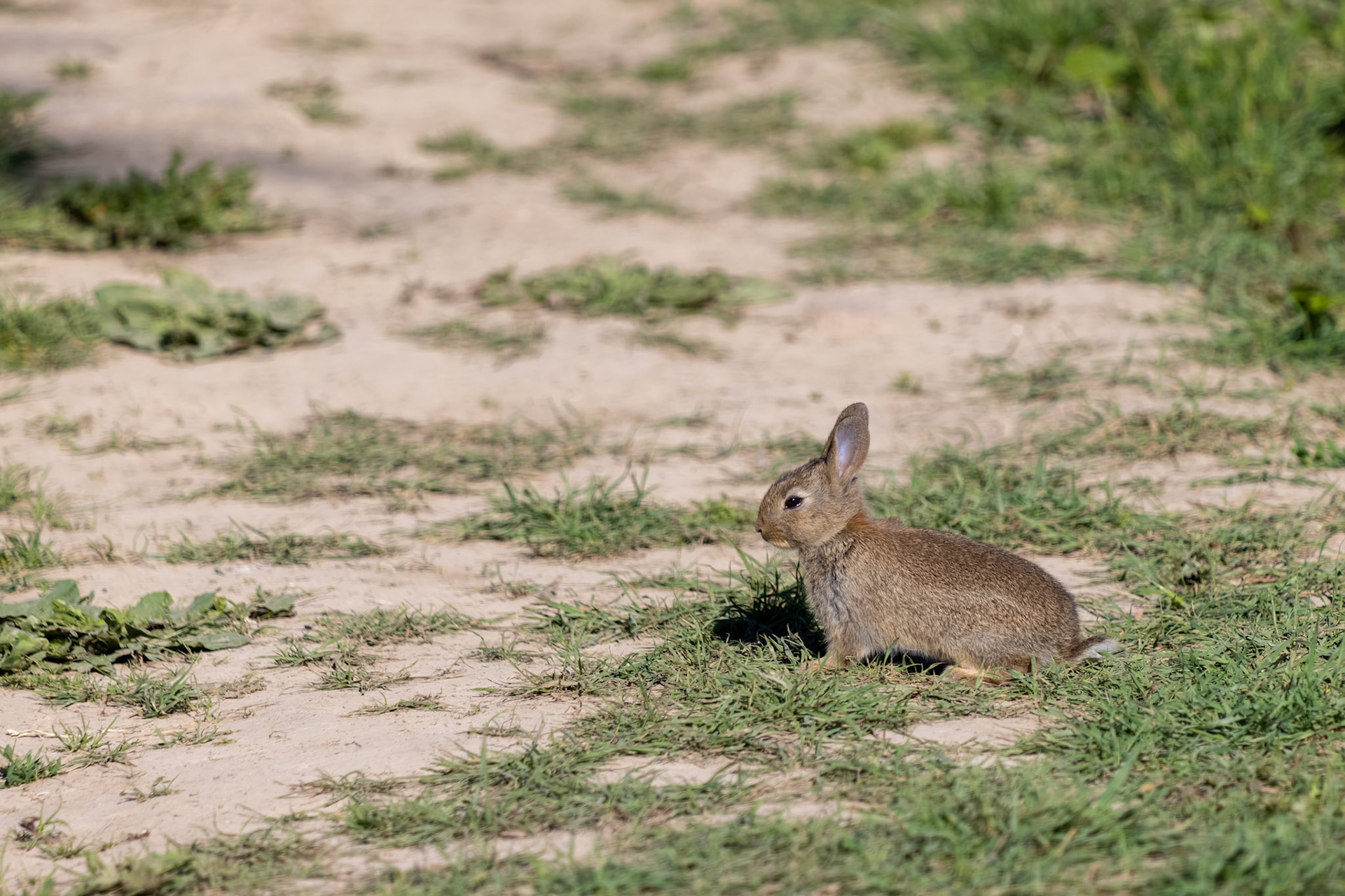 Rabbit sitting and enjoying the early morning spring sunshine