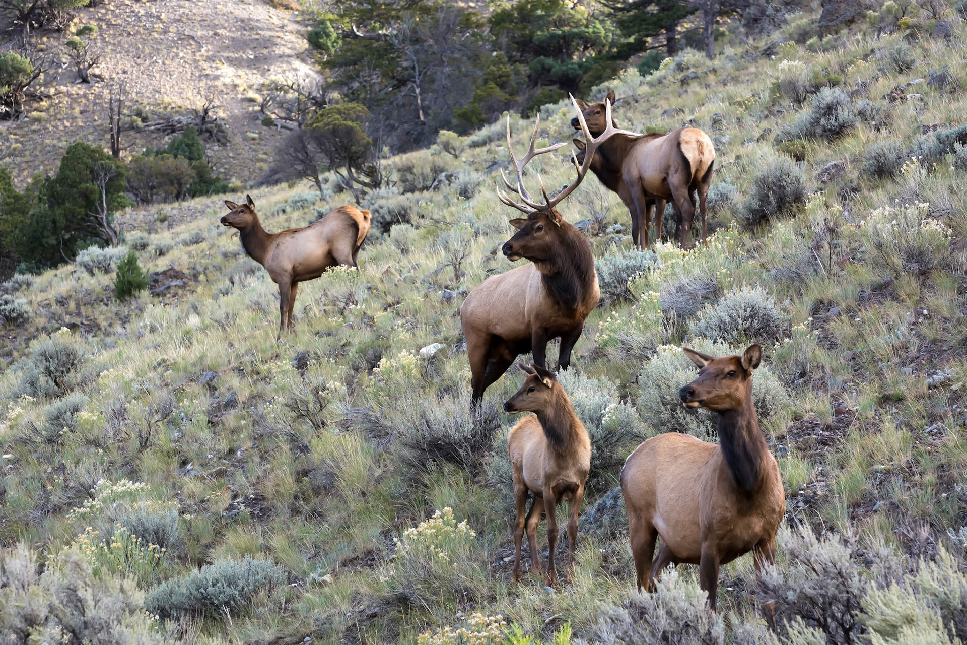 Elk or Wapiti (Cervus canadensis)
