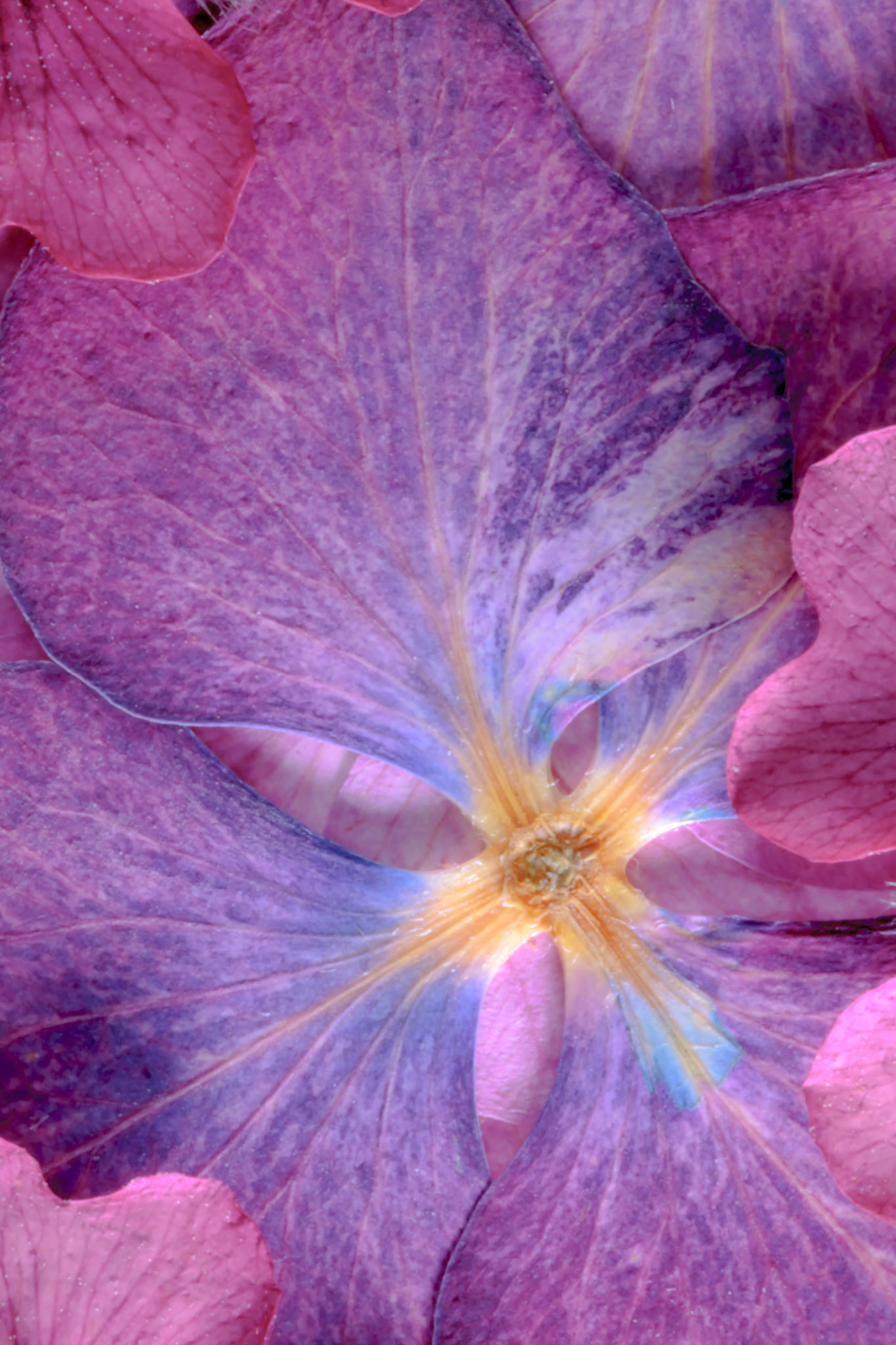 Pressed Flowers Abstract