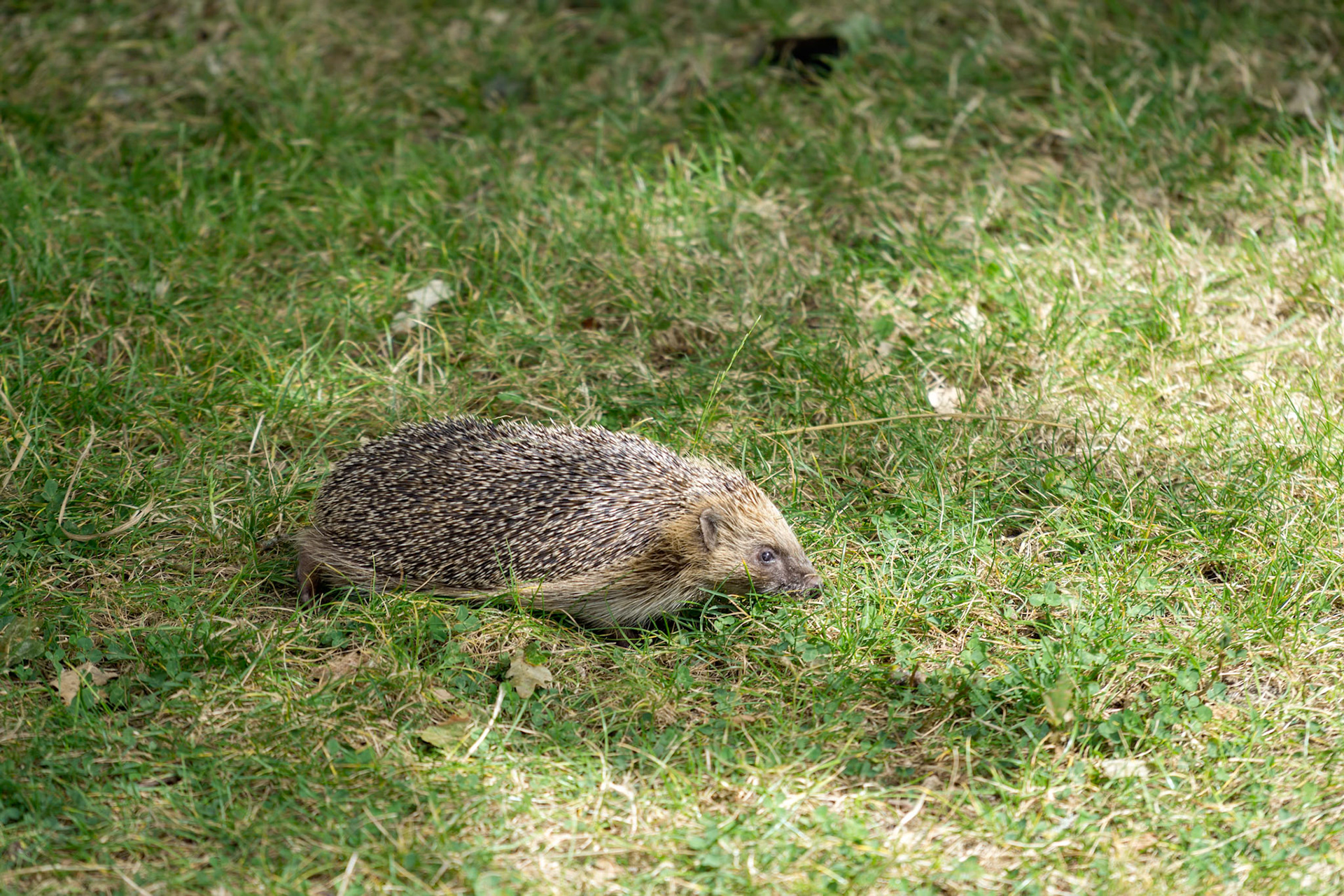 European Hedgehog (Erinaceus europaeus) walking over the grass