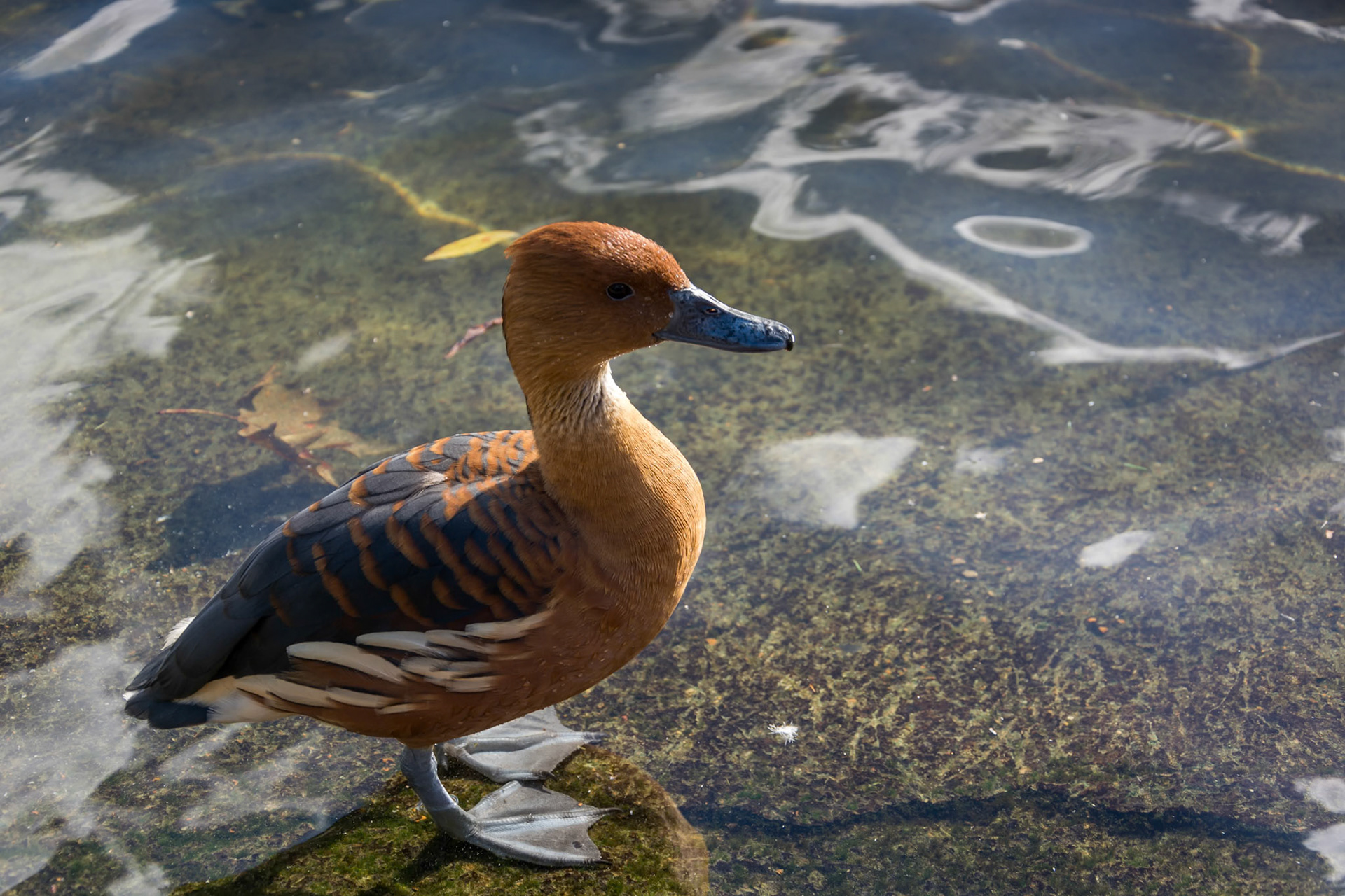 Fulvous Whistling Duck (Dendrocygna bicolor)