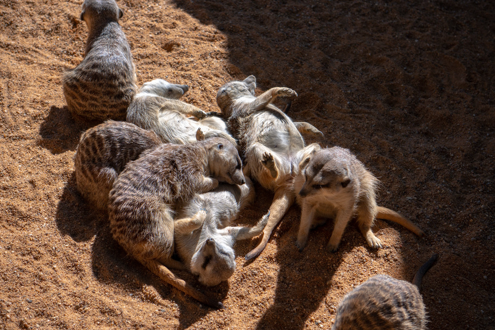 VALENCIA, SPAIN - FEBRUARY 26 : Meerkats at the Bioparc in Valencia Spain on February 26, 2019