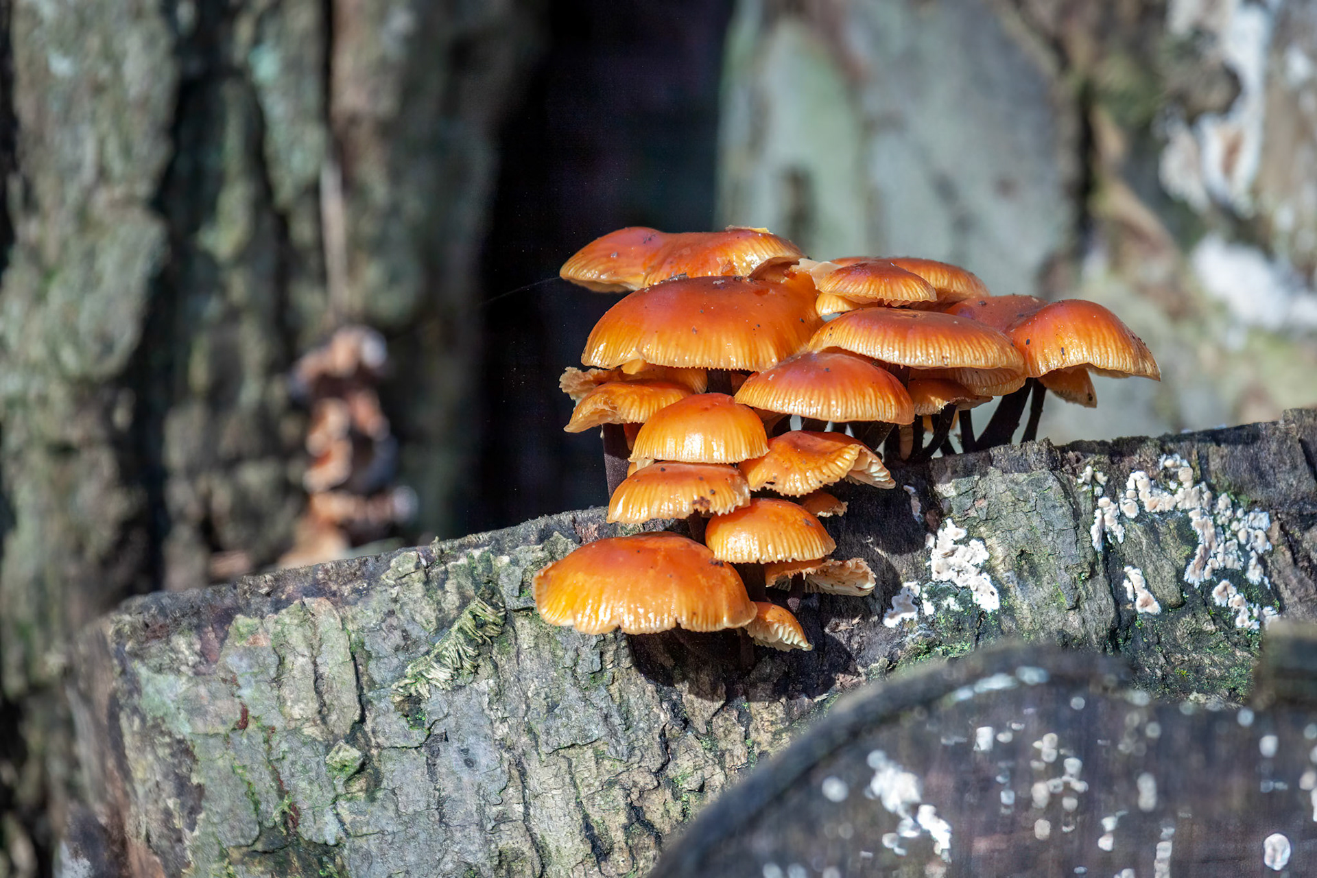 Velvet Shank Fungi (Flammulina velutipes) growing on an old tree stump