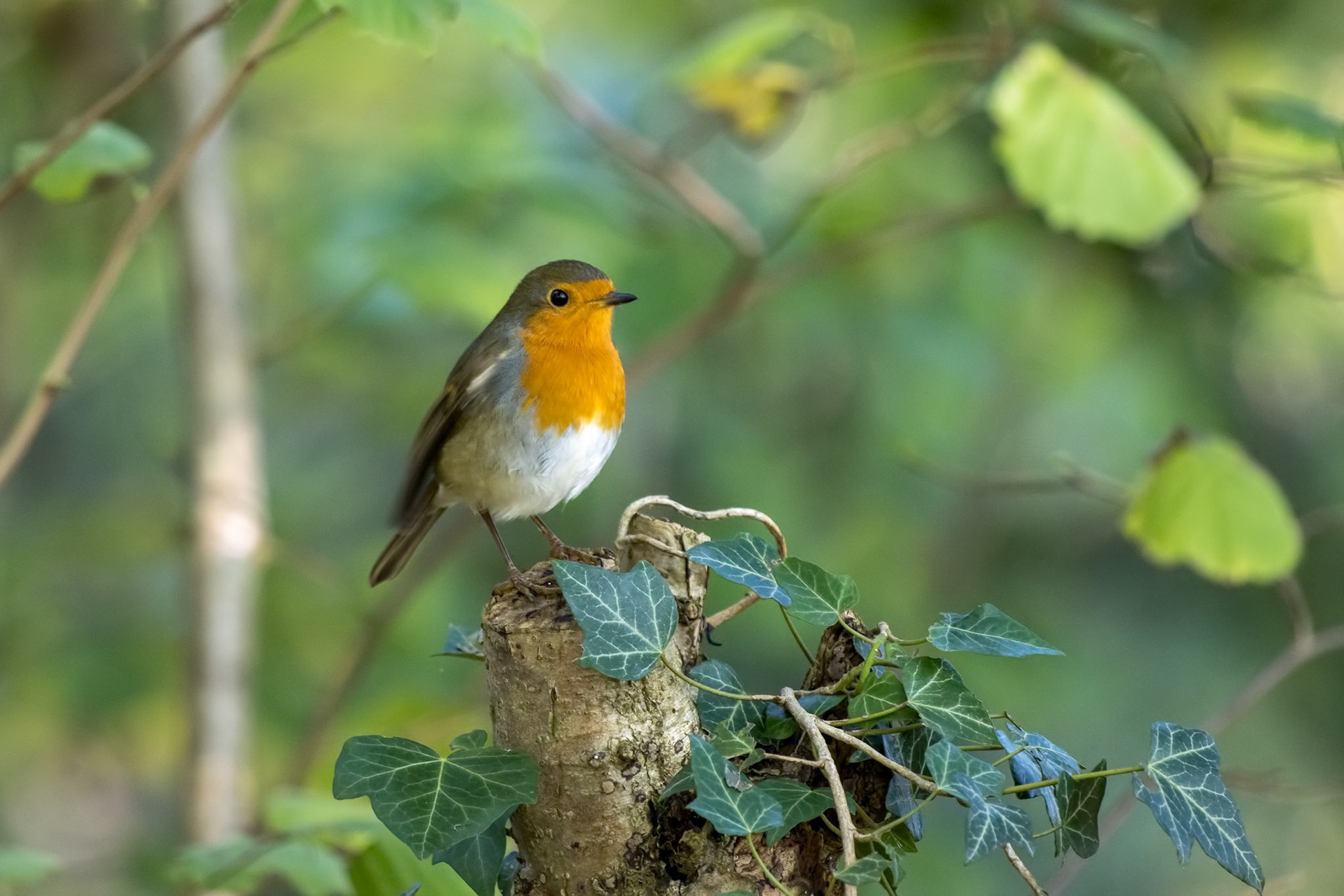 Robin looking alert in a tree on the first day of autumn