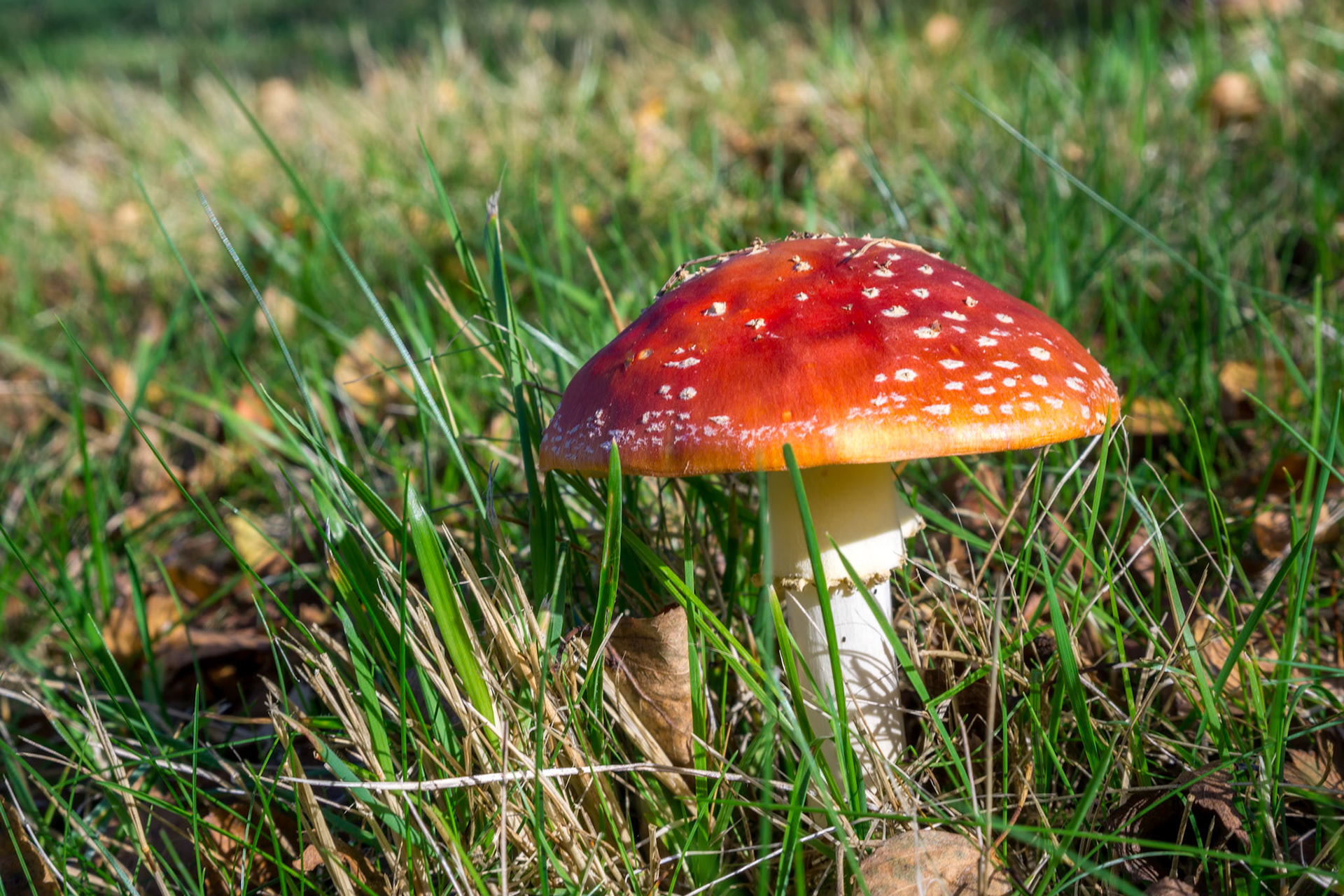 Fly Agaric Toadstool (Amanita muscaria)