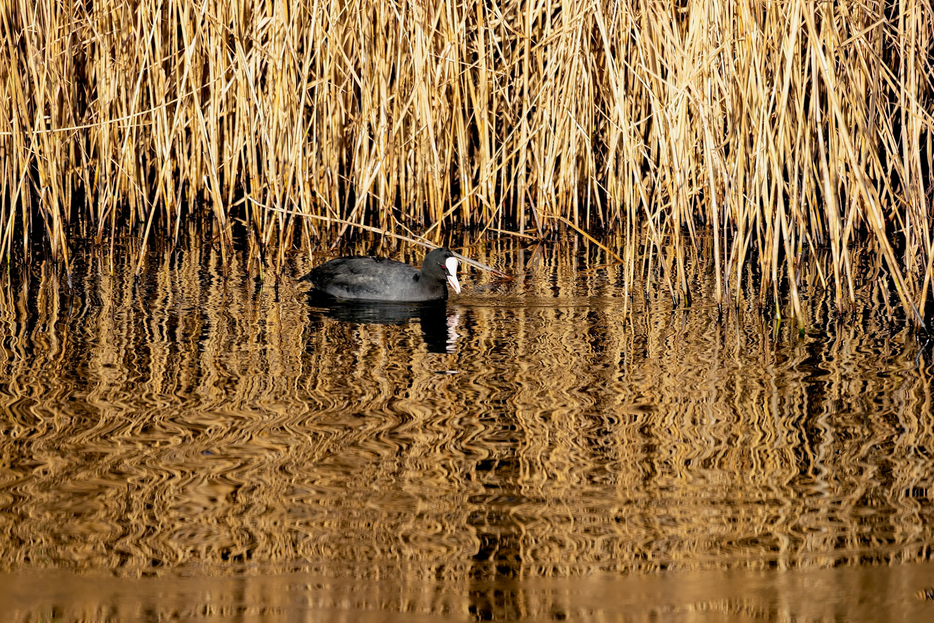 Coot Swimming in Golden Reflections