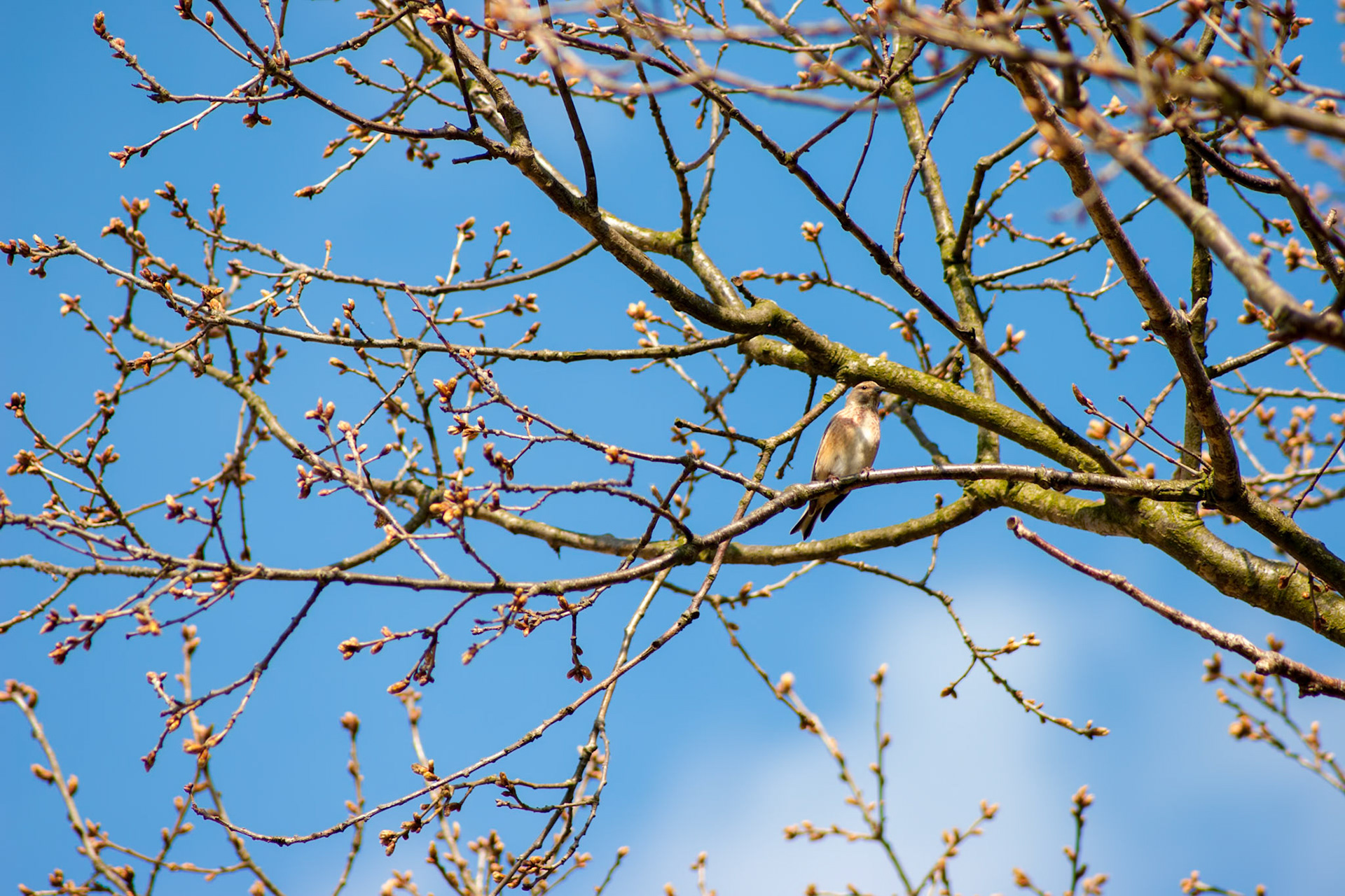 Common Linnet (Carduelis cannabina)
