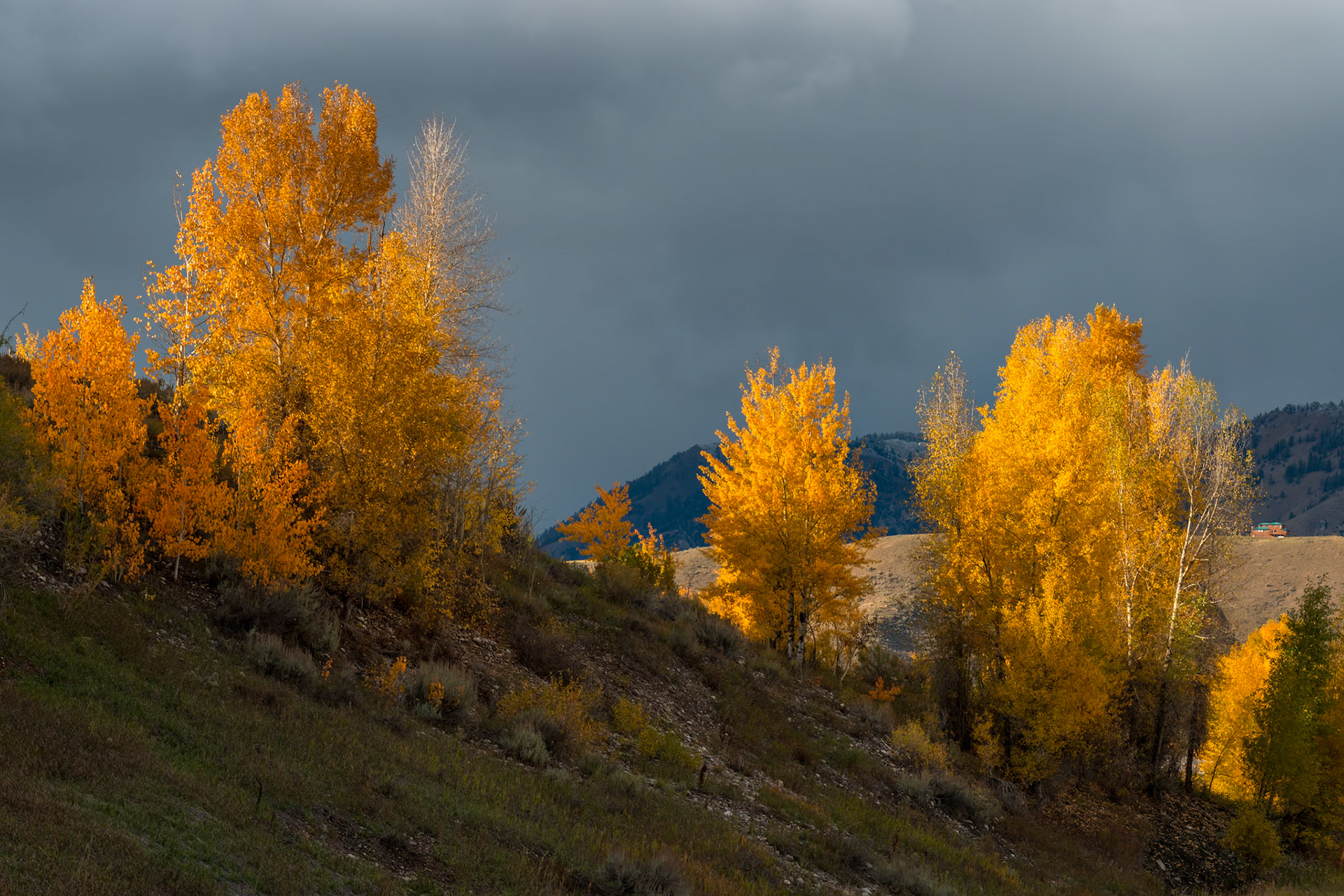 Autumn Colours in Wyoming