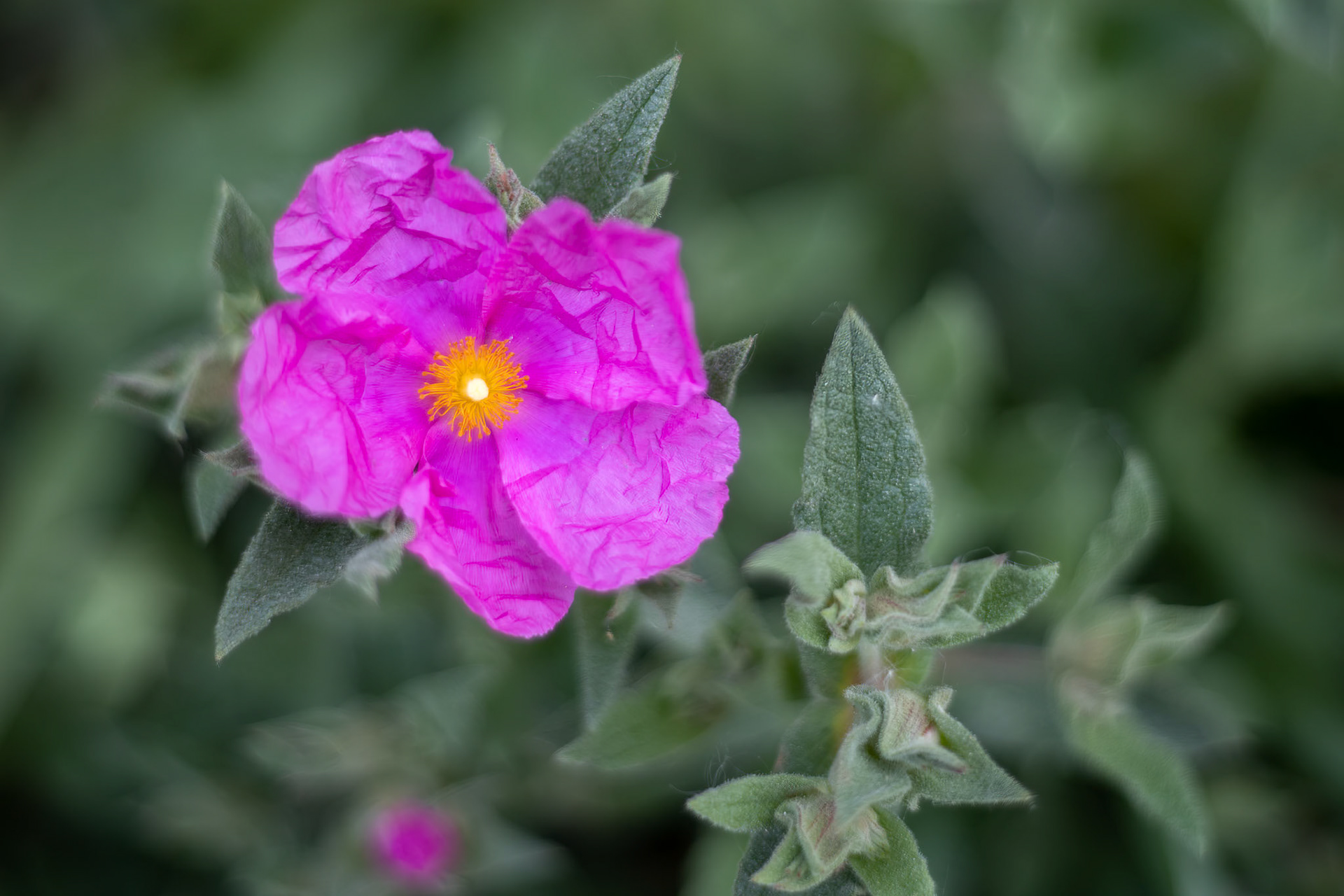 Pink Cistus  flowering in a garden in West Sussex