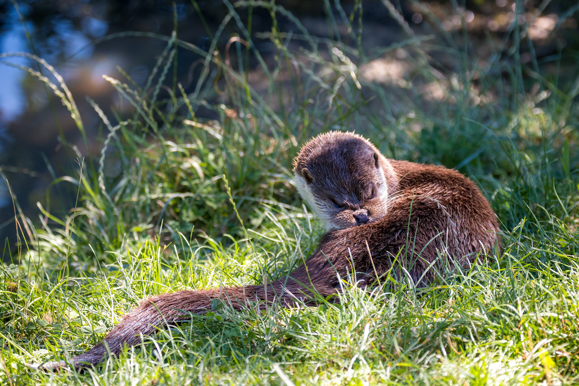 Eurasian Otter (Lutra lutra) grooming by the lake