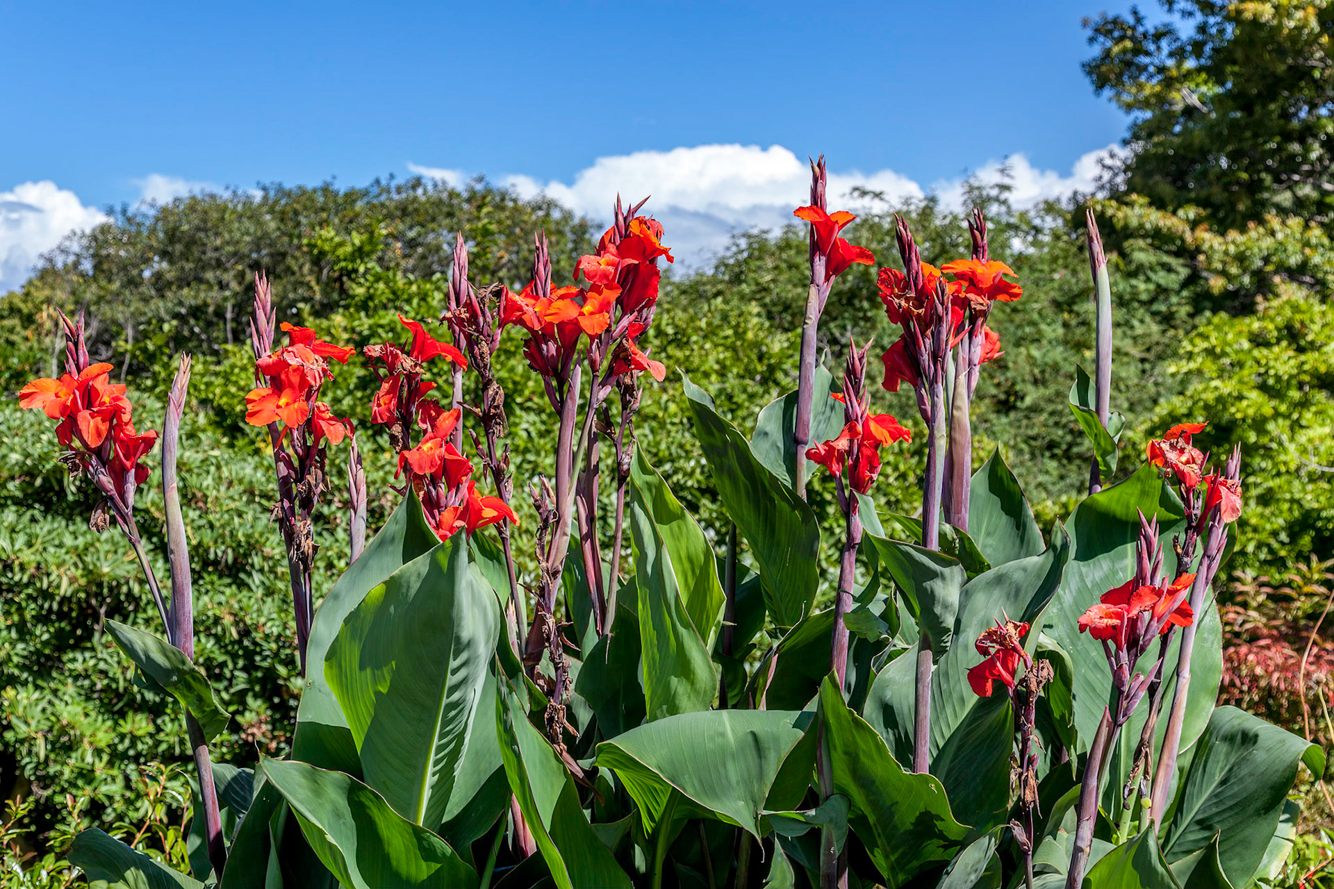 Canna x generalis flowering in New Zealand