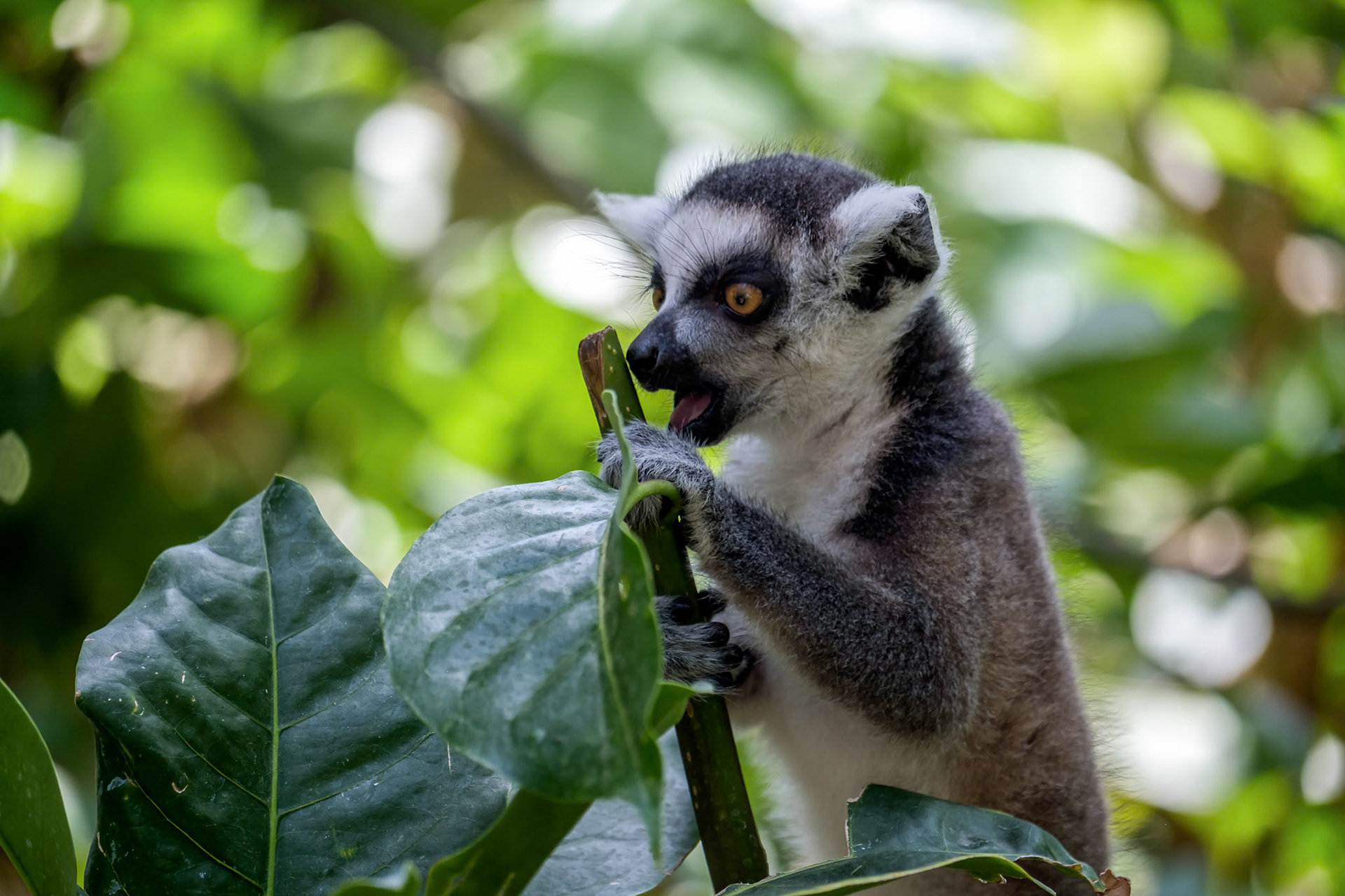 Ring-tailed Lemur (Lemur catta) at the Bioparc in Fuengirola