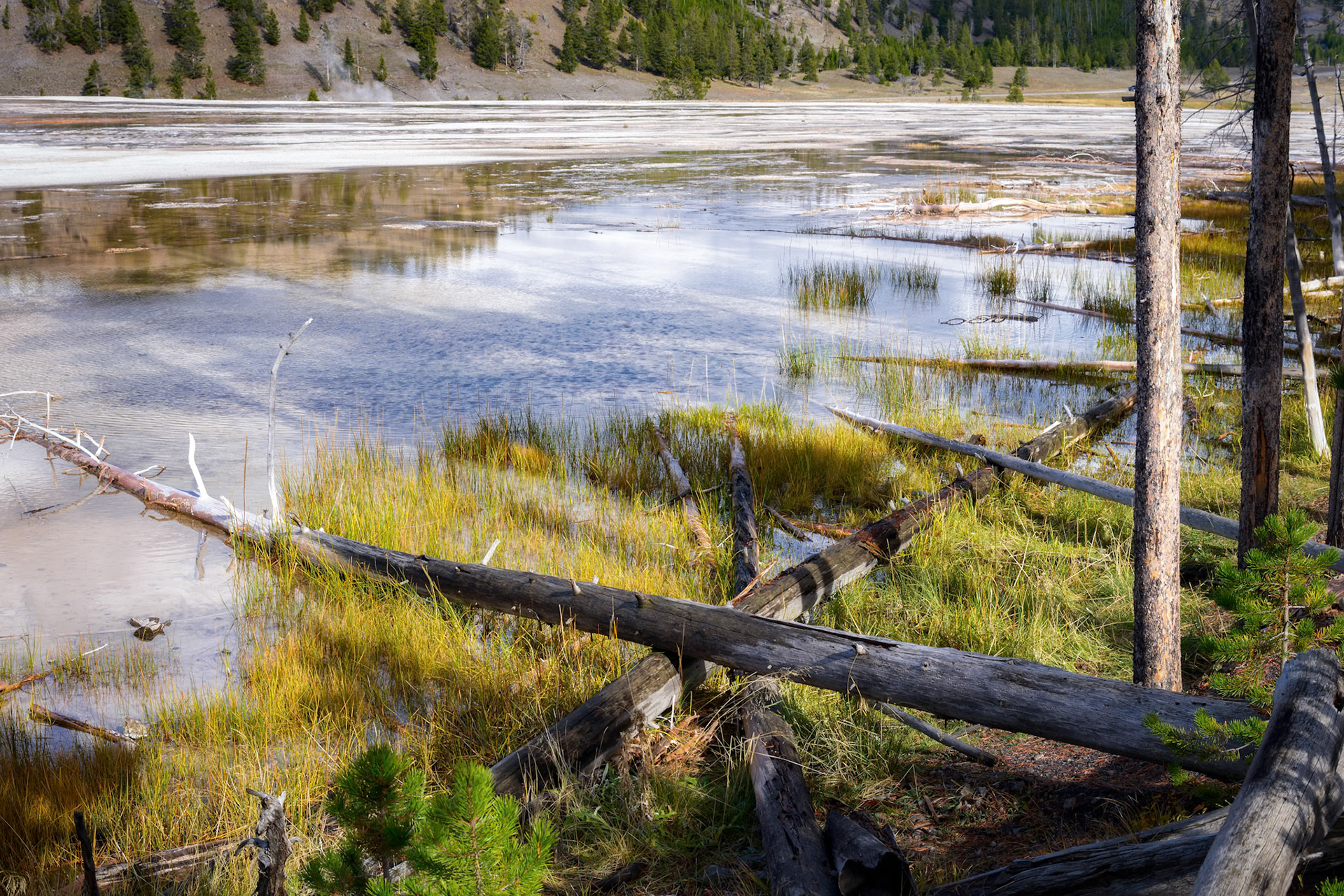 Dead Trees in the Grand Prismatic Spring