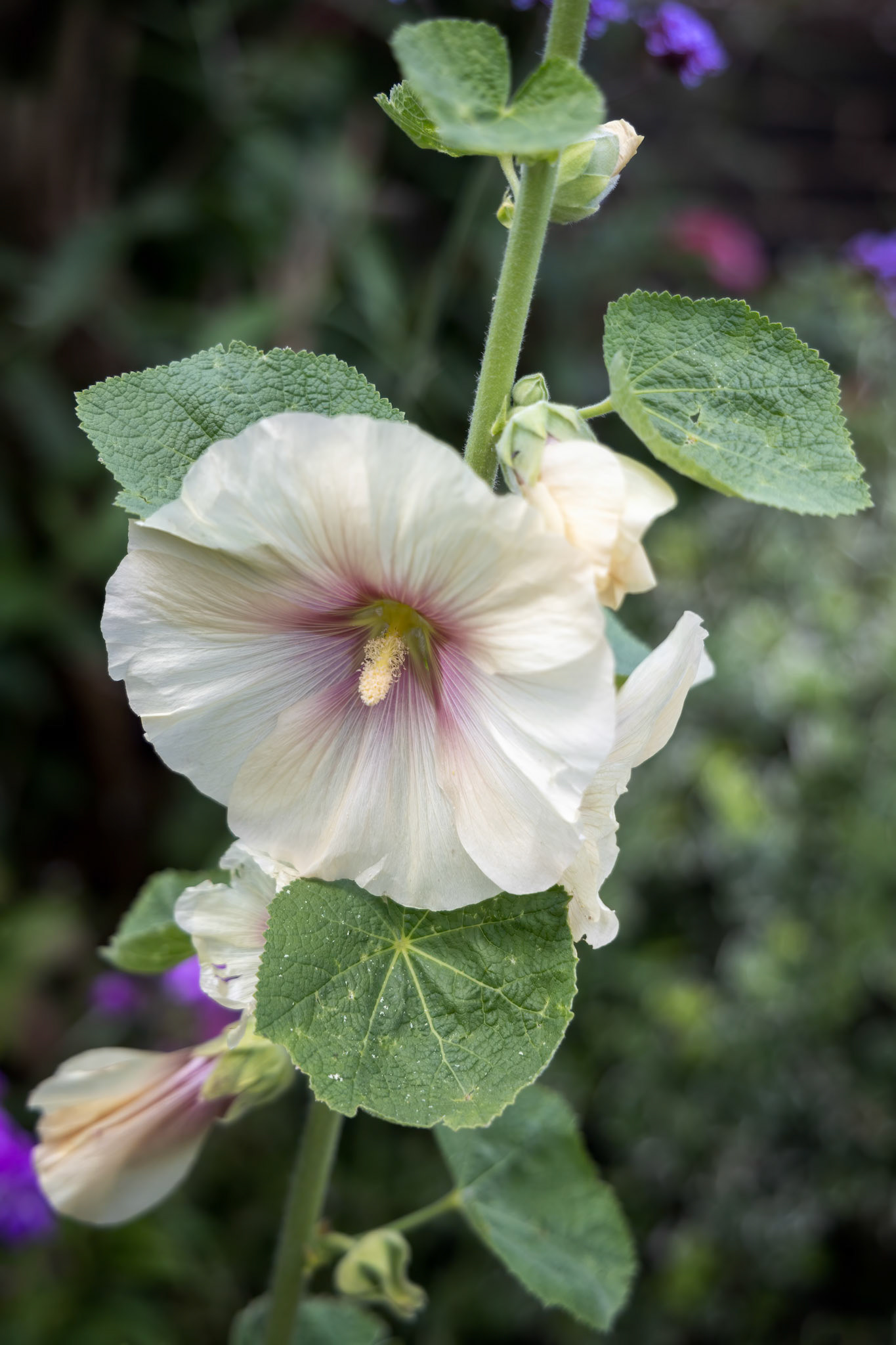 Hollyhock (Alcea) flowering in East Grinstead