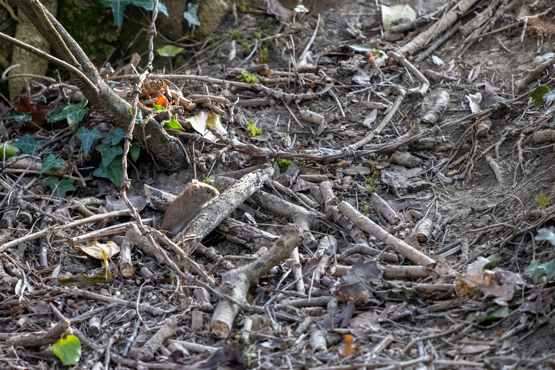 Bank vole (Myodes glareolus) rooting around the canopy floor