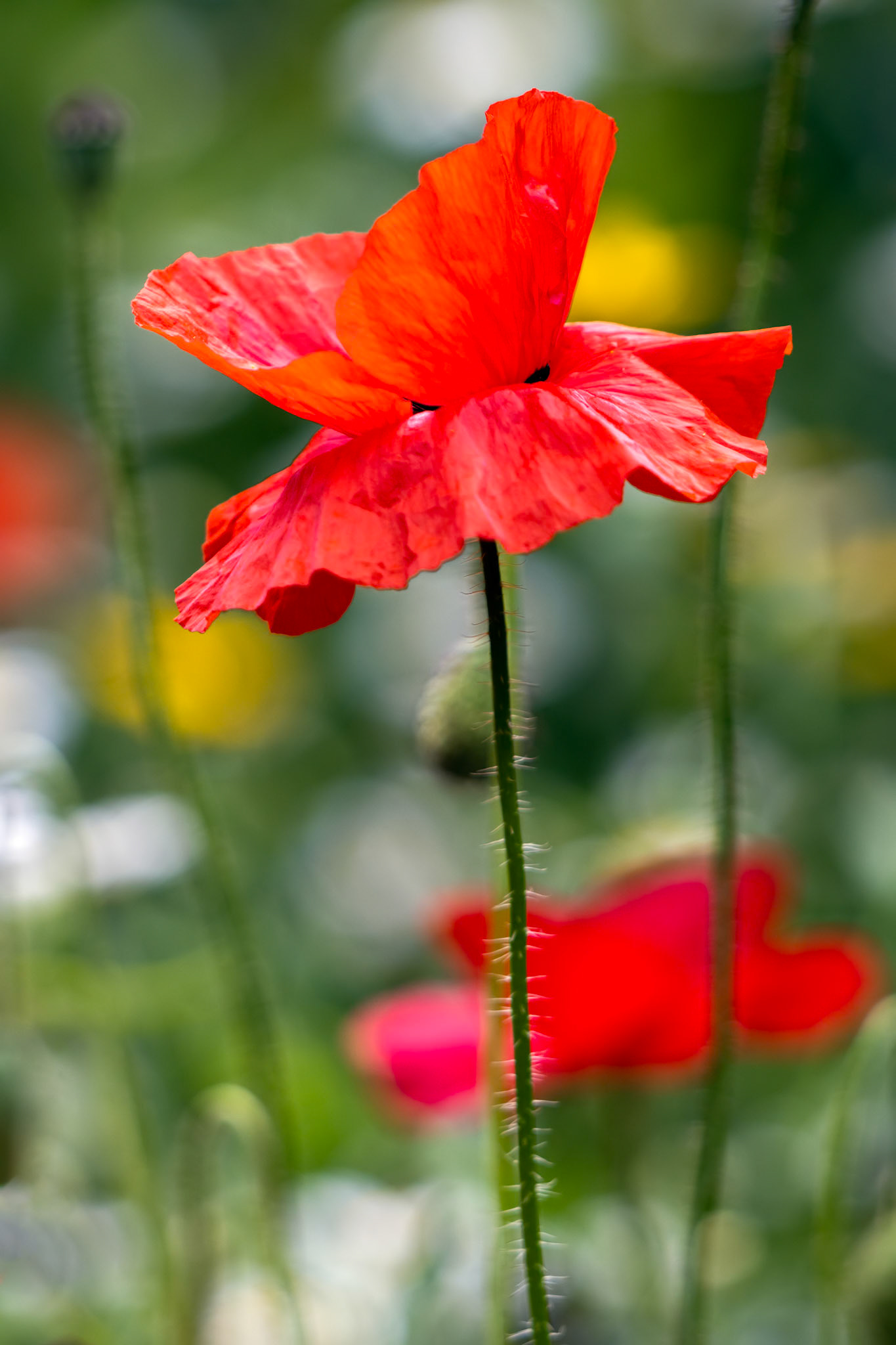 Poppies flowering in a strip of wildflowers in East Grinstead
