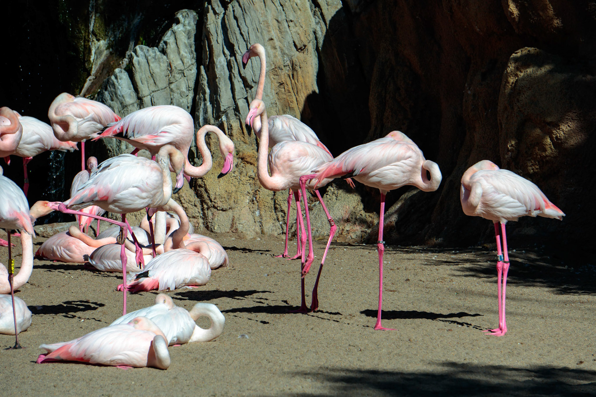VALENCIA, SPAIN - FEBRUARY 26 : Flamingos at the Bioparc in Valencia Spain on February 26, 2019