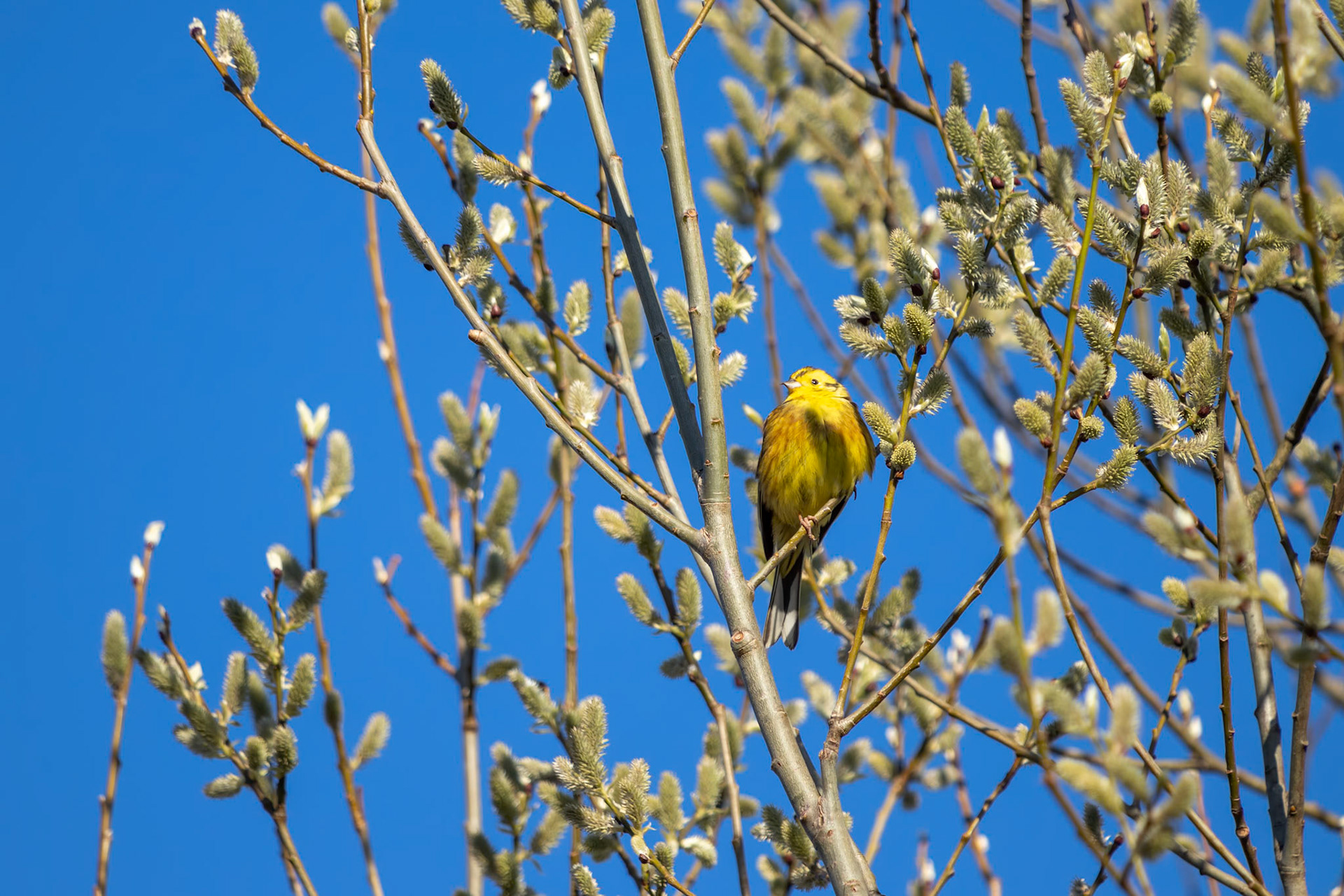 Yellowhammer (Emberiza citrinella) enjoying the morning sunshine