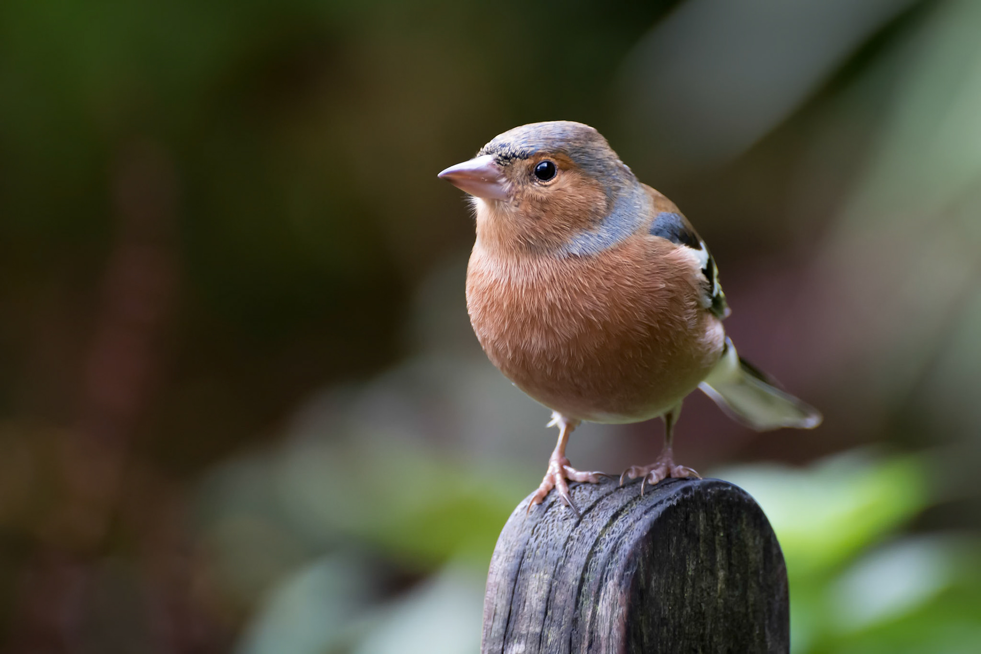 Common Chaffinch