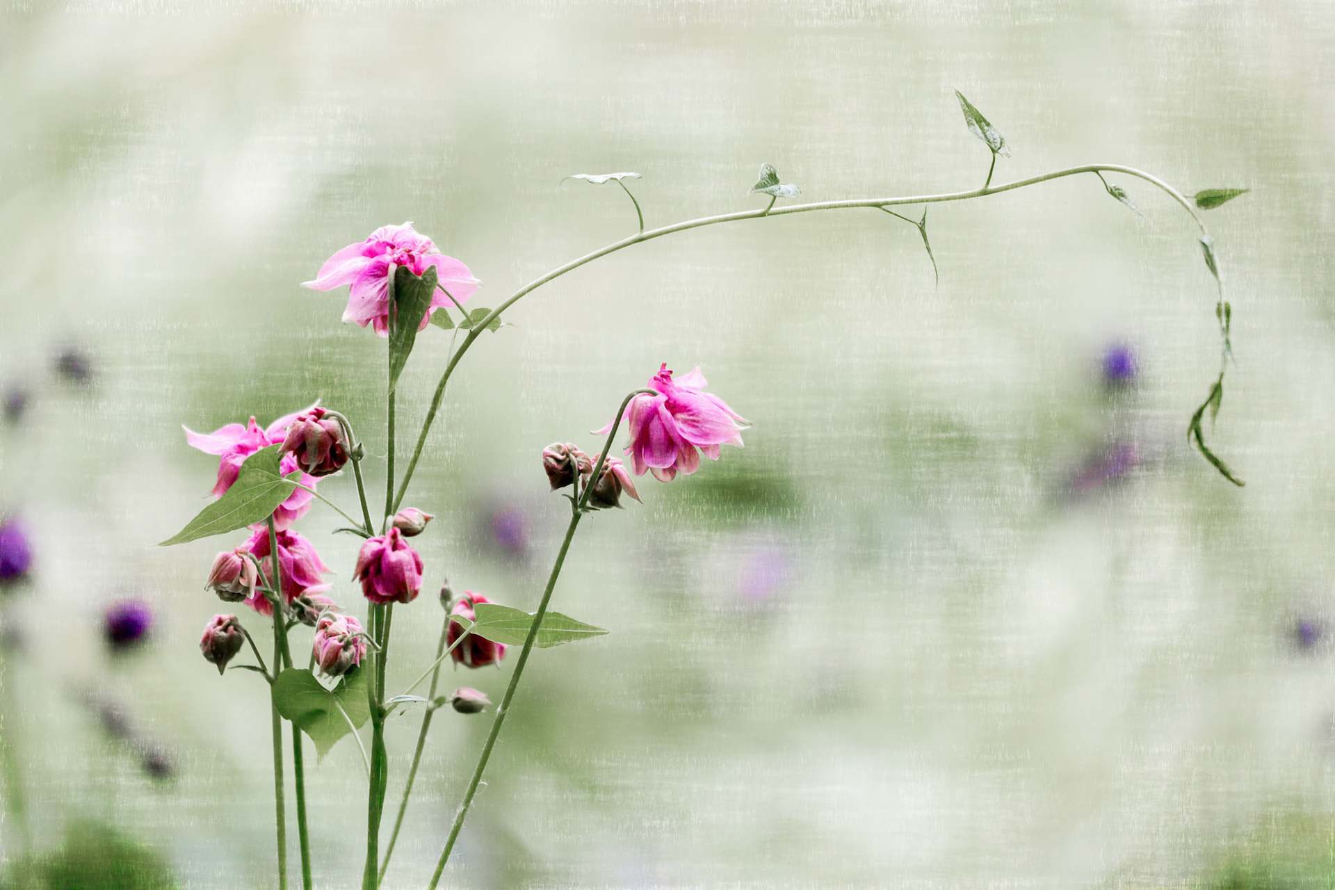 Double Flower of a Pink Columbine (Aquilegia vulgaris)