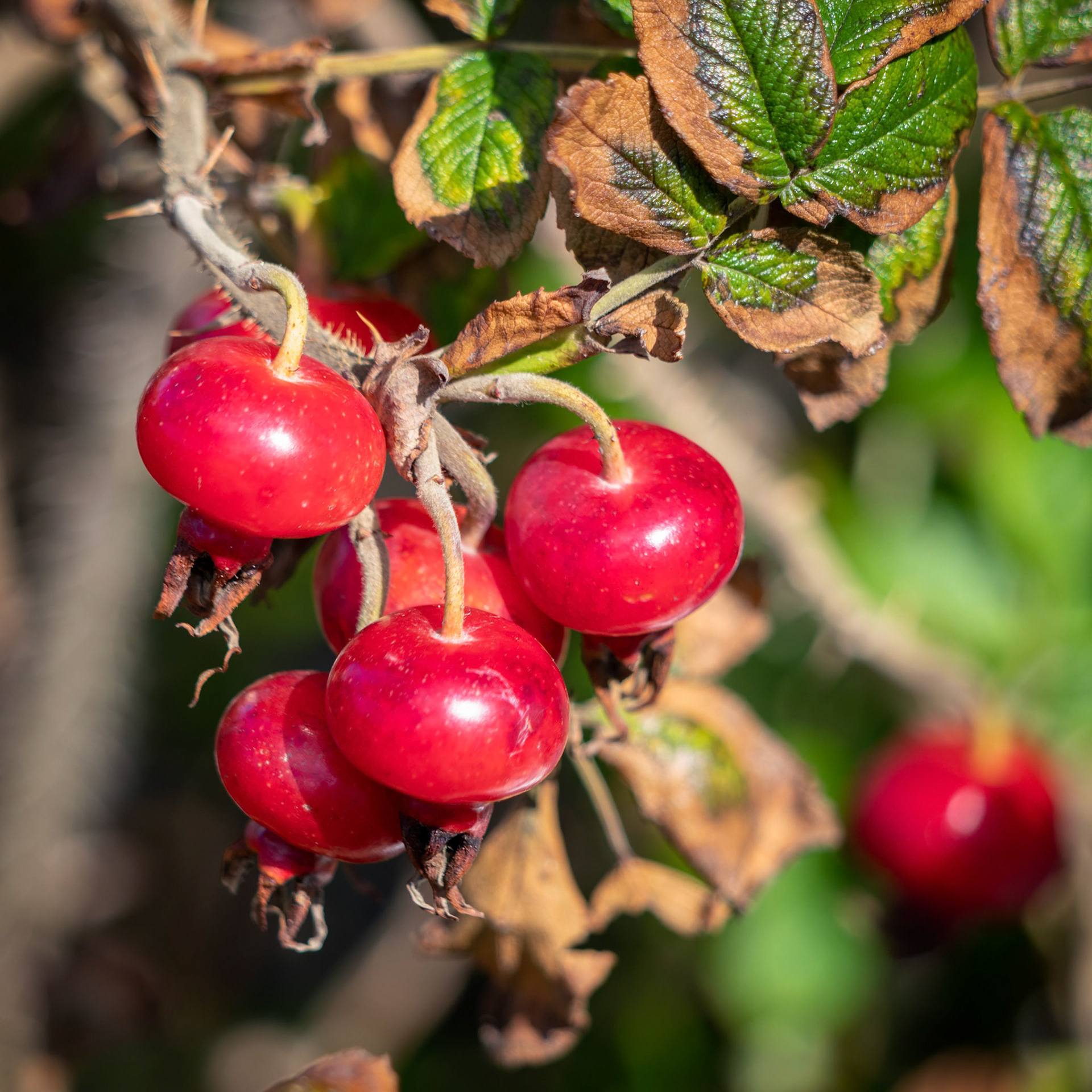 Cultivated Rose hips growing in Broad Haven Pembrokeshire