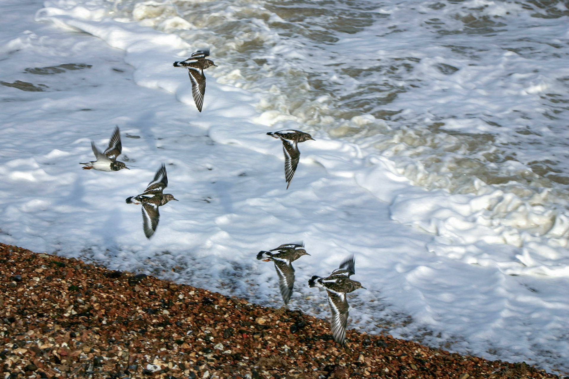 A Flock of Turnstones (Arenaria interpres) Flying along the Beach at Herne Bay