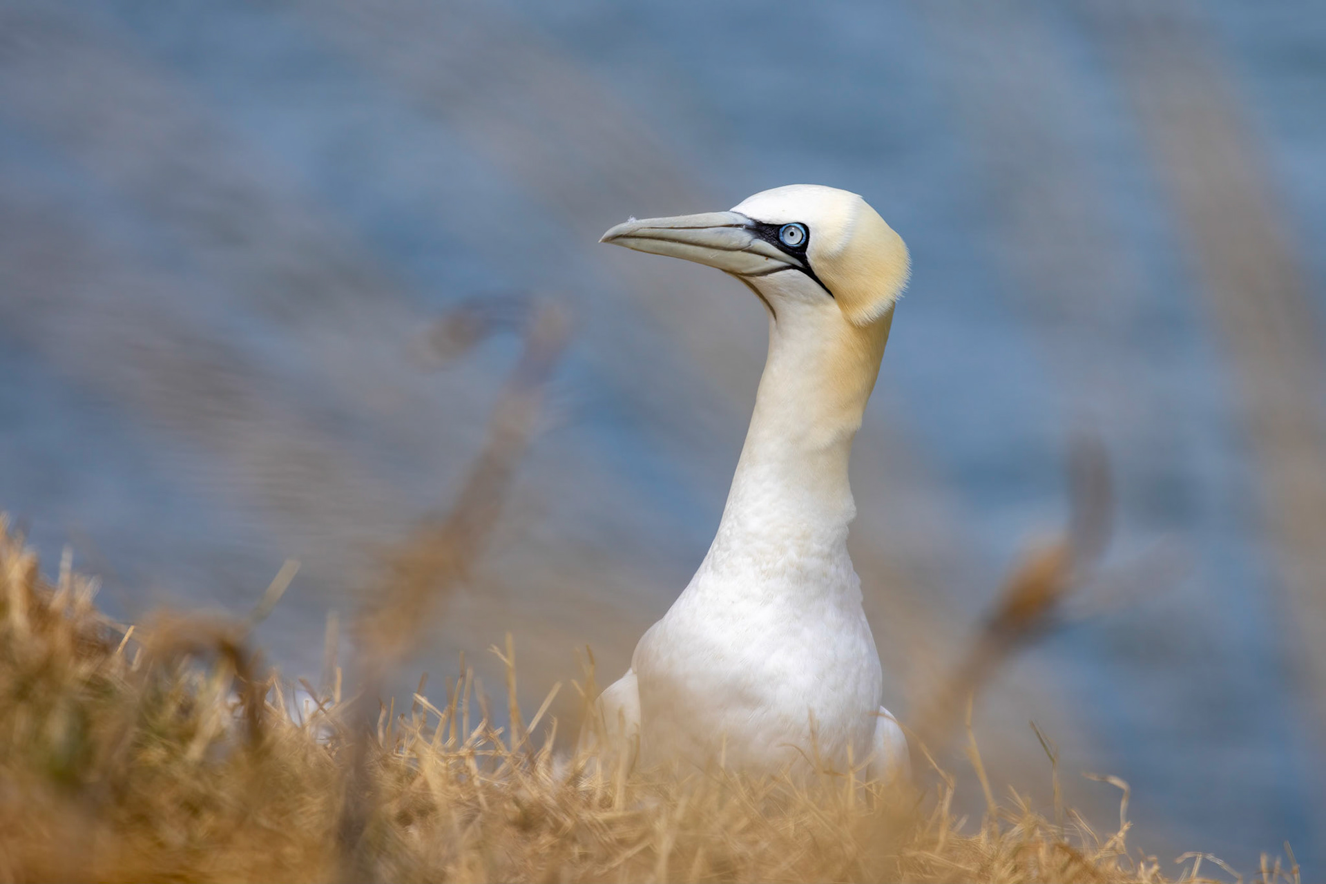 Gannet, Morus bassanus, at Bempton Cliffs in Yorkshire