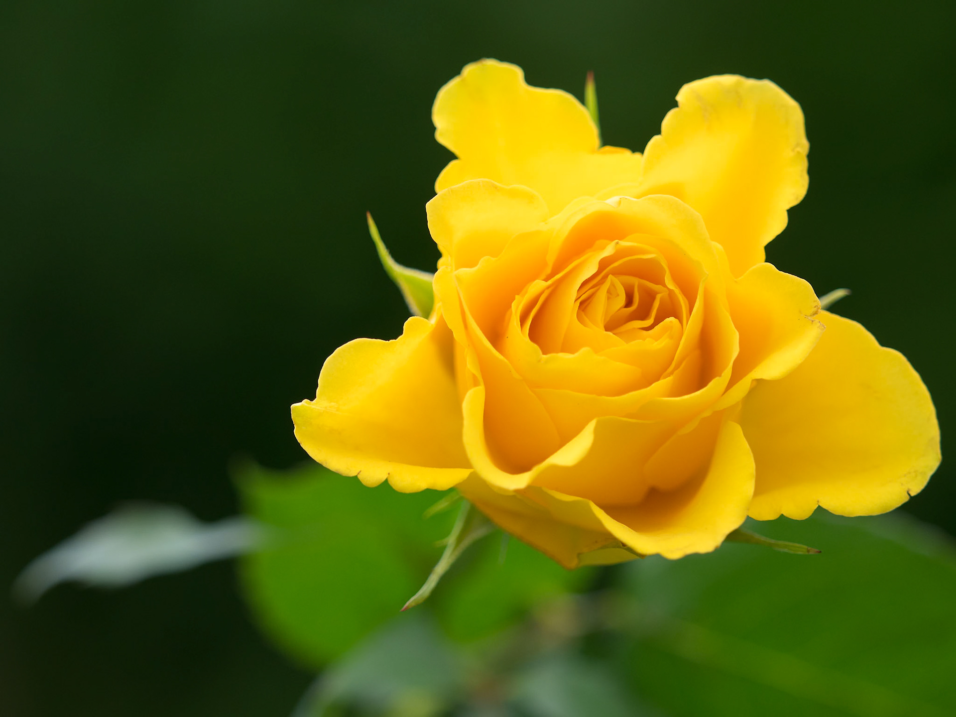 Close-up view of a yellow Hybrid T Rose