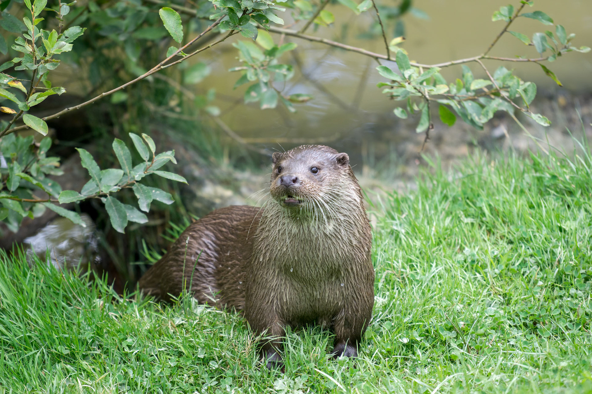 Eurasian Otter (Lutra lutra)